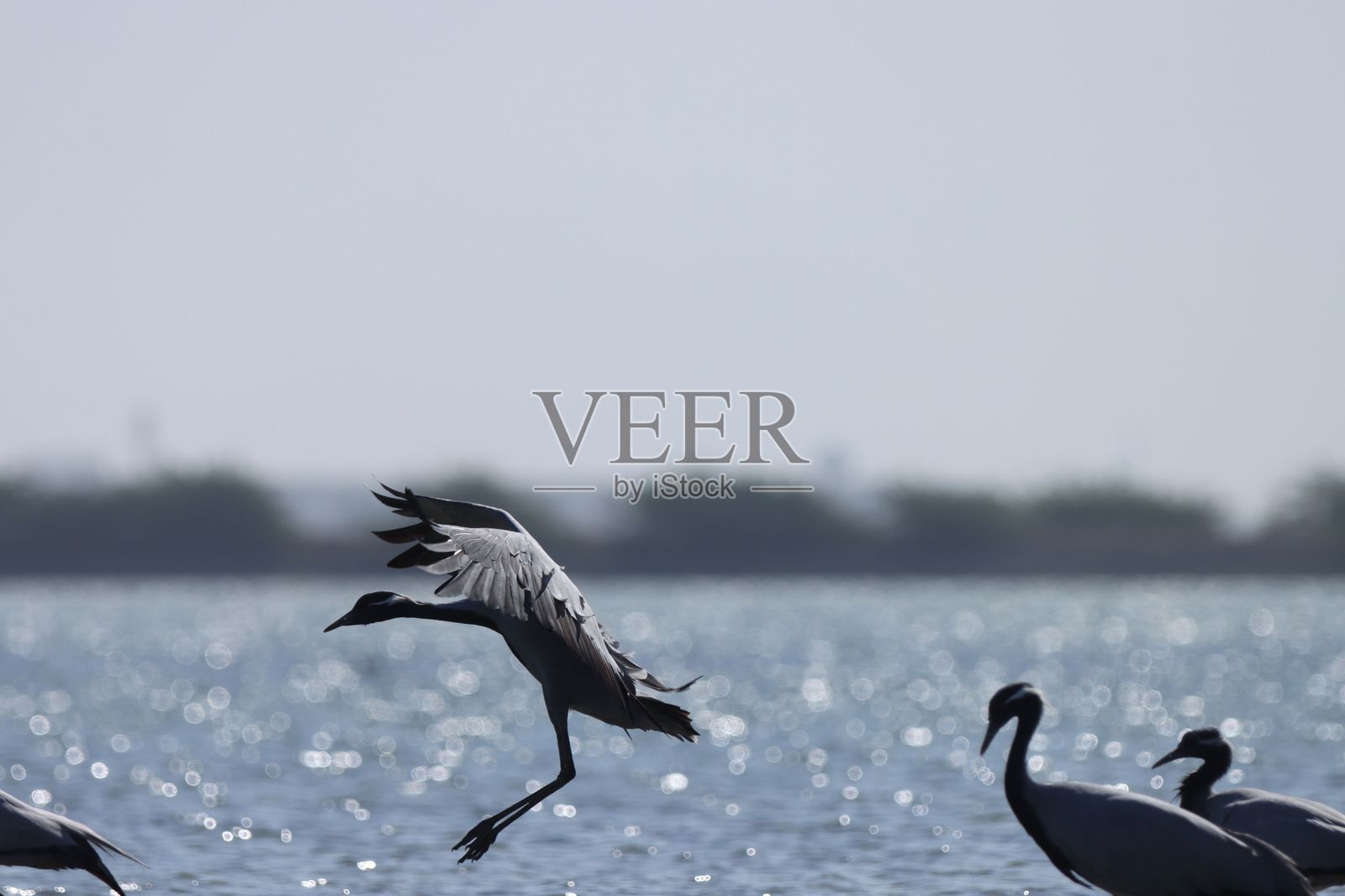 鸟儿在闪烁的水面上飞翔照片摄影图片