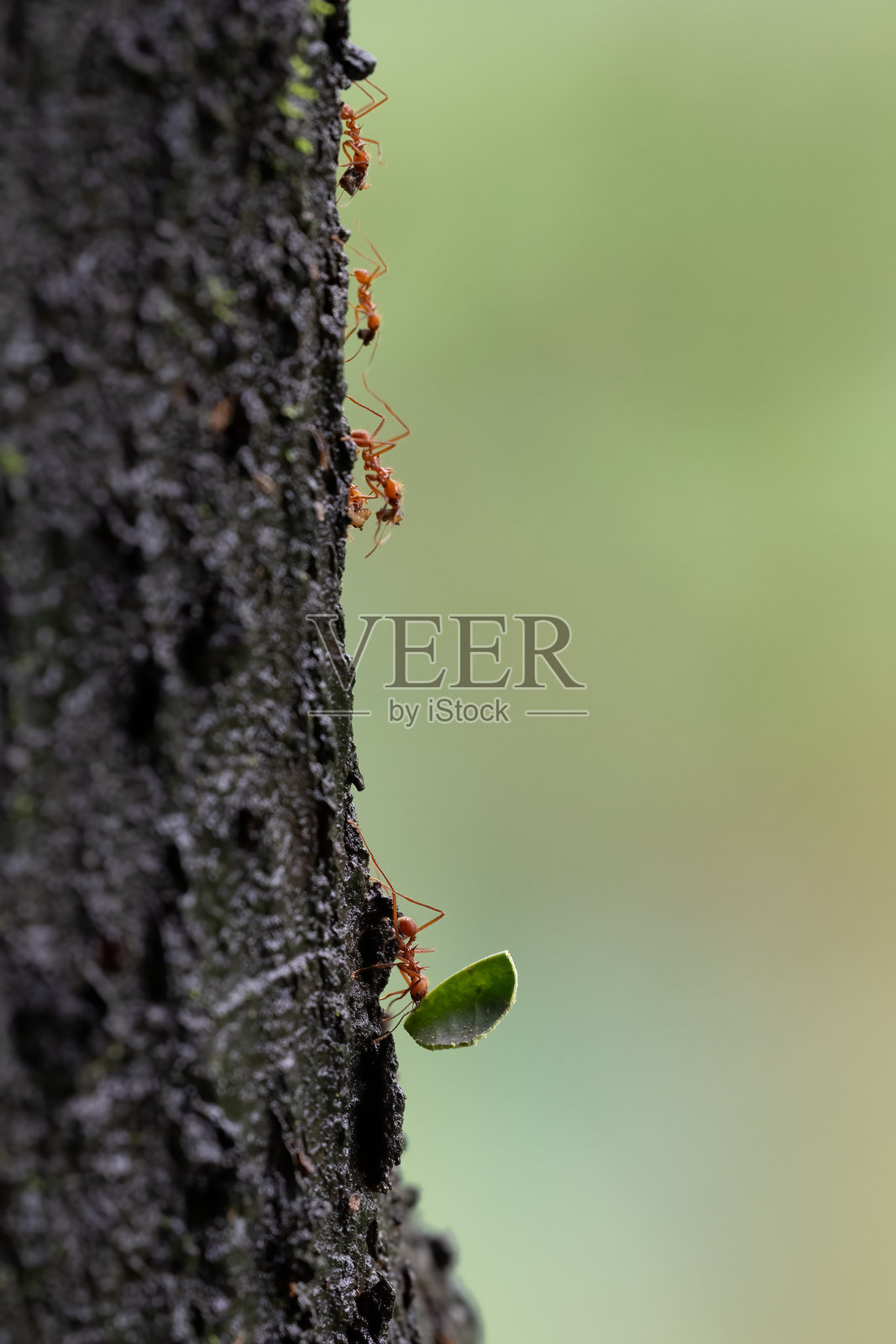 剪叶蚁是生长真菌的蚂蚁，属于Atta属或Acromyrmex属。照片摄影图片