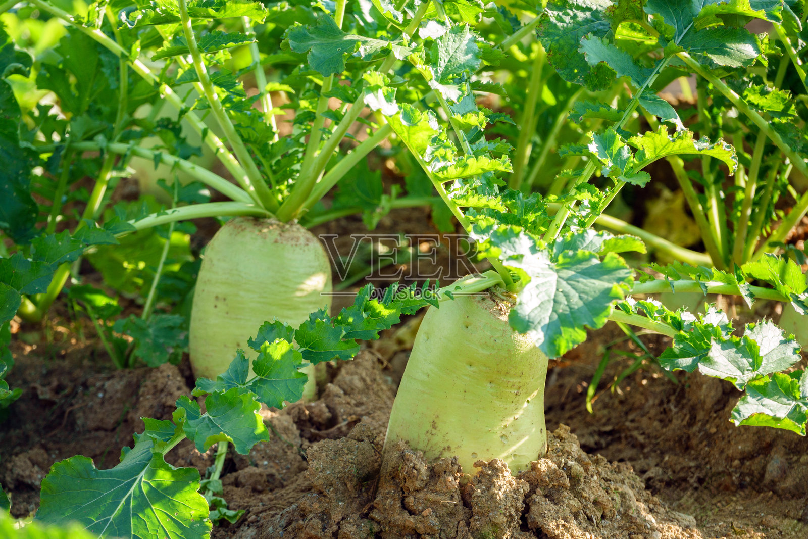 新鲜的萝卜在菜园中生长照片摄影图片