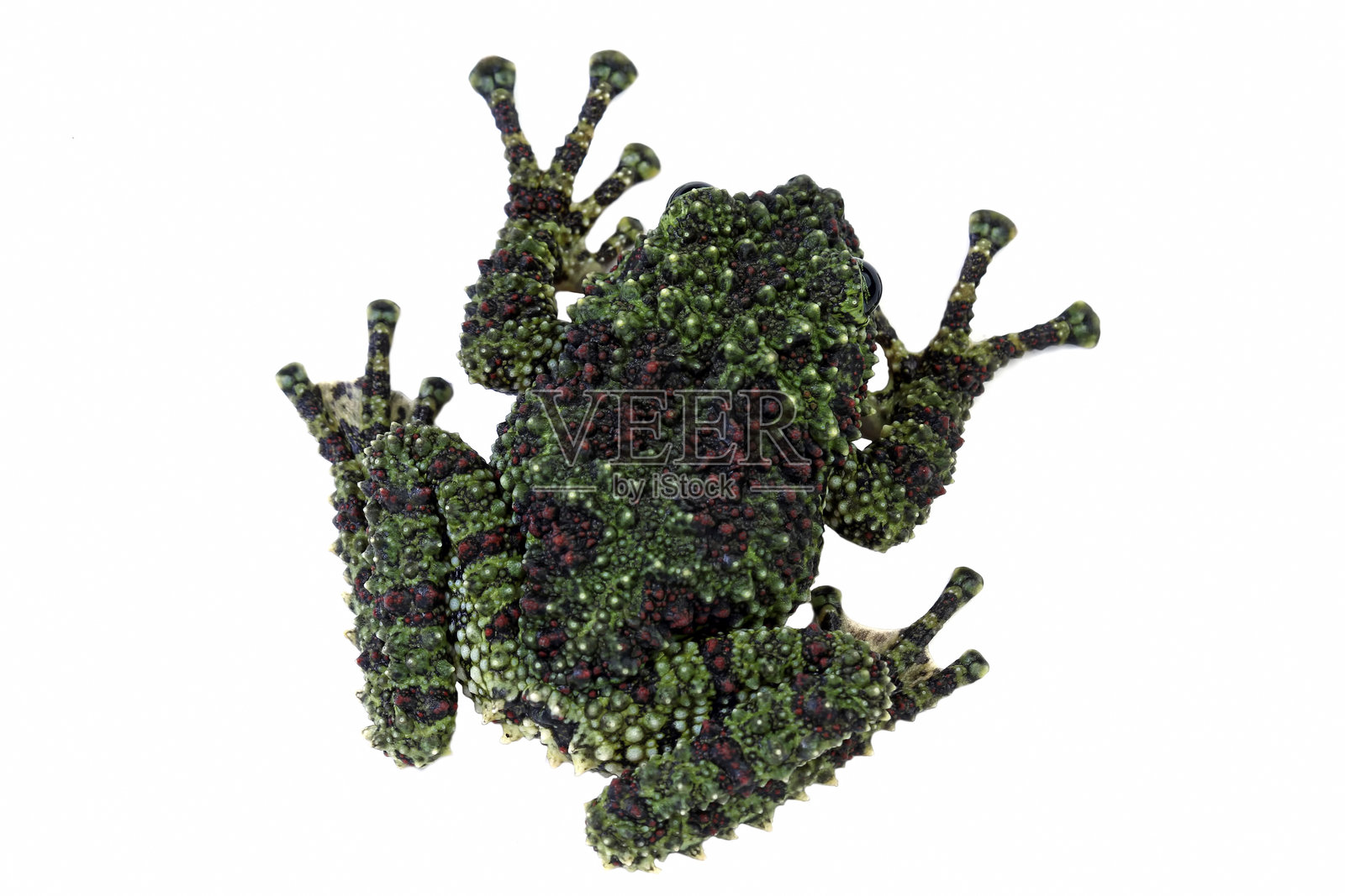 白色背景下的苔藓蛙，学名：theloderma corticale照片摄影图片