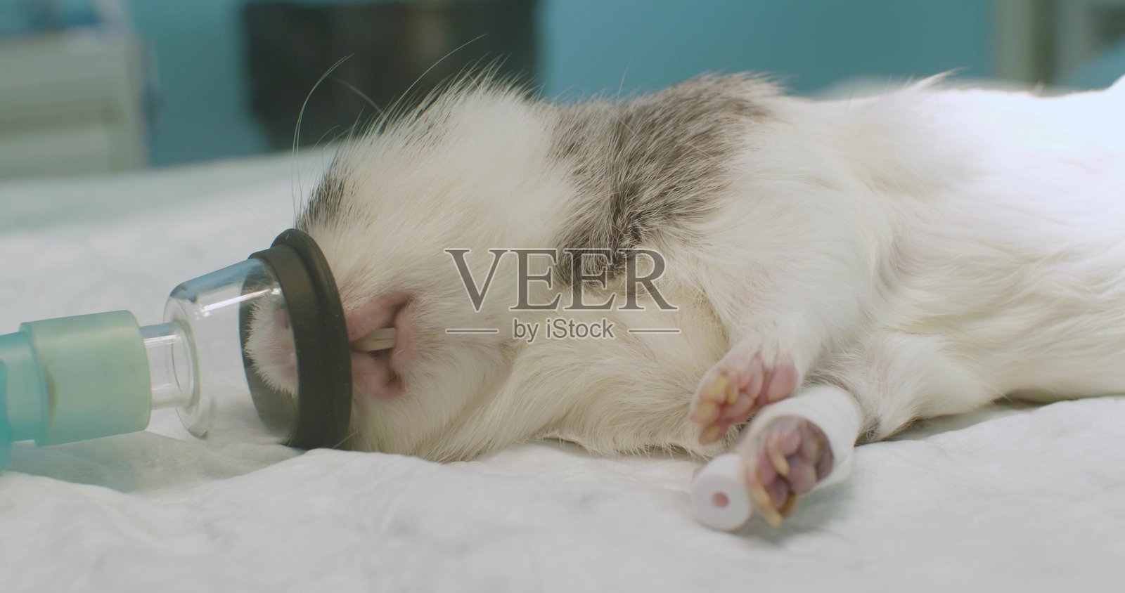 麻醉下的豚鼠。兽医通过面罩给豚鼠麻醉，并在无菌手术室内通过静脉注射药物进行手术。照片摄影图片