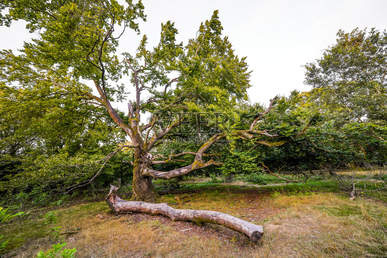 巴德维尔登附近的胡特瓦尔德哈洛自然风光。古老的树木。照片摄影图片