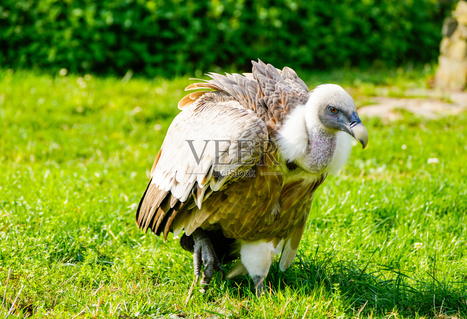 格里芬秃鹫的肖像。鸟类特写，展现自然环境。Gyps fulvus。照片摄影图片