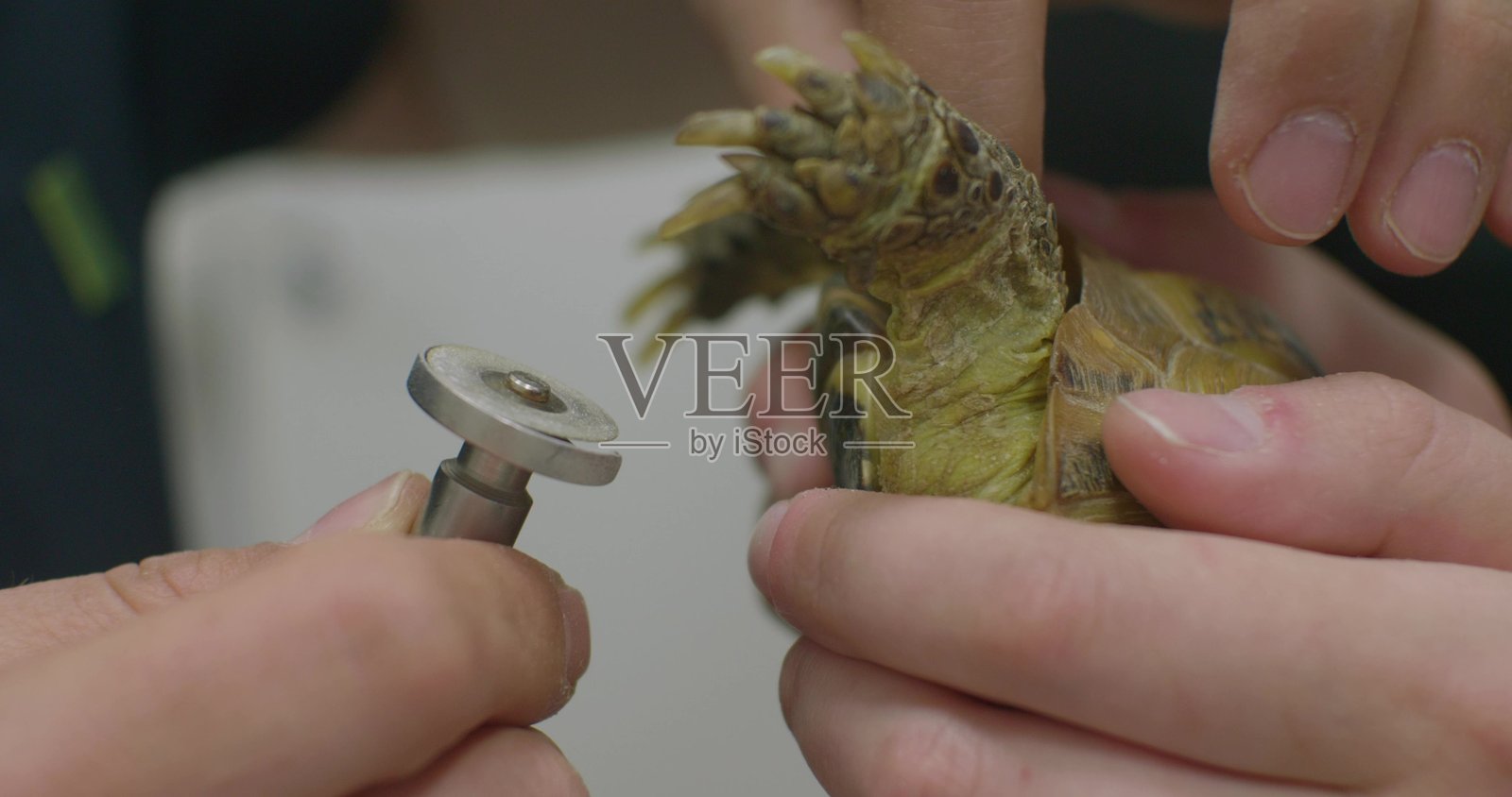 一只乌龟在兽医办公室里，一位兽医小心地用特殊的旋转工具修剪乌龟的喙，确保喙的长度适宜，防止其过度生长。照片摄影图片