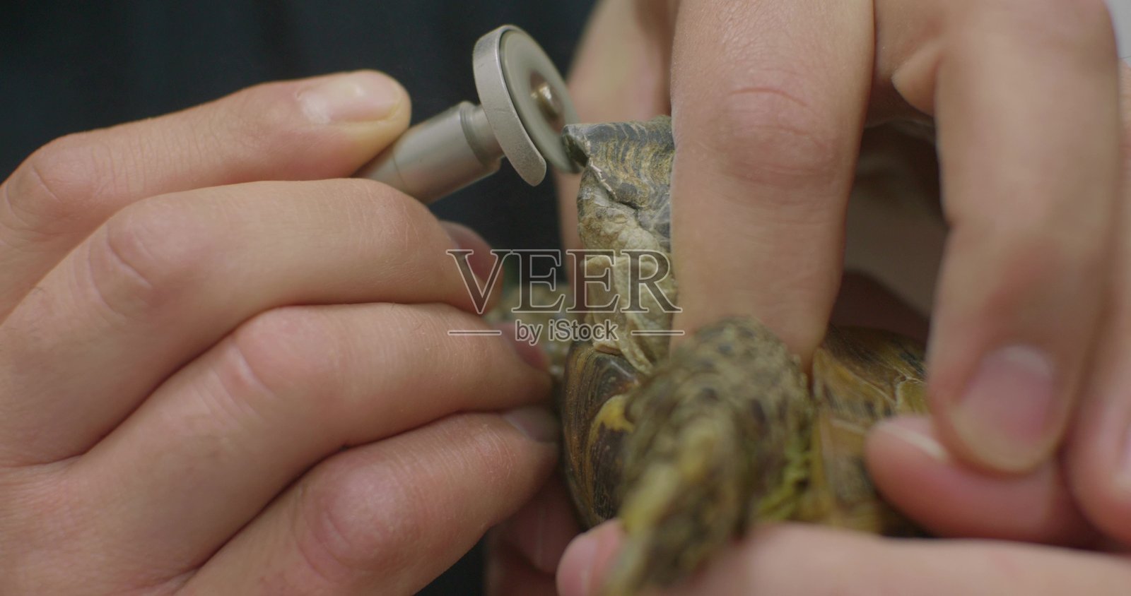 一位专业的兽医使用特殊工具修剪乌龟的喙，在兽医诊所进行医疗护理，以维护爬行动物的健康。乌龟在兽医的预约中。照片摄影图片