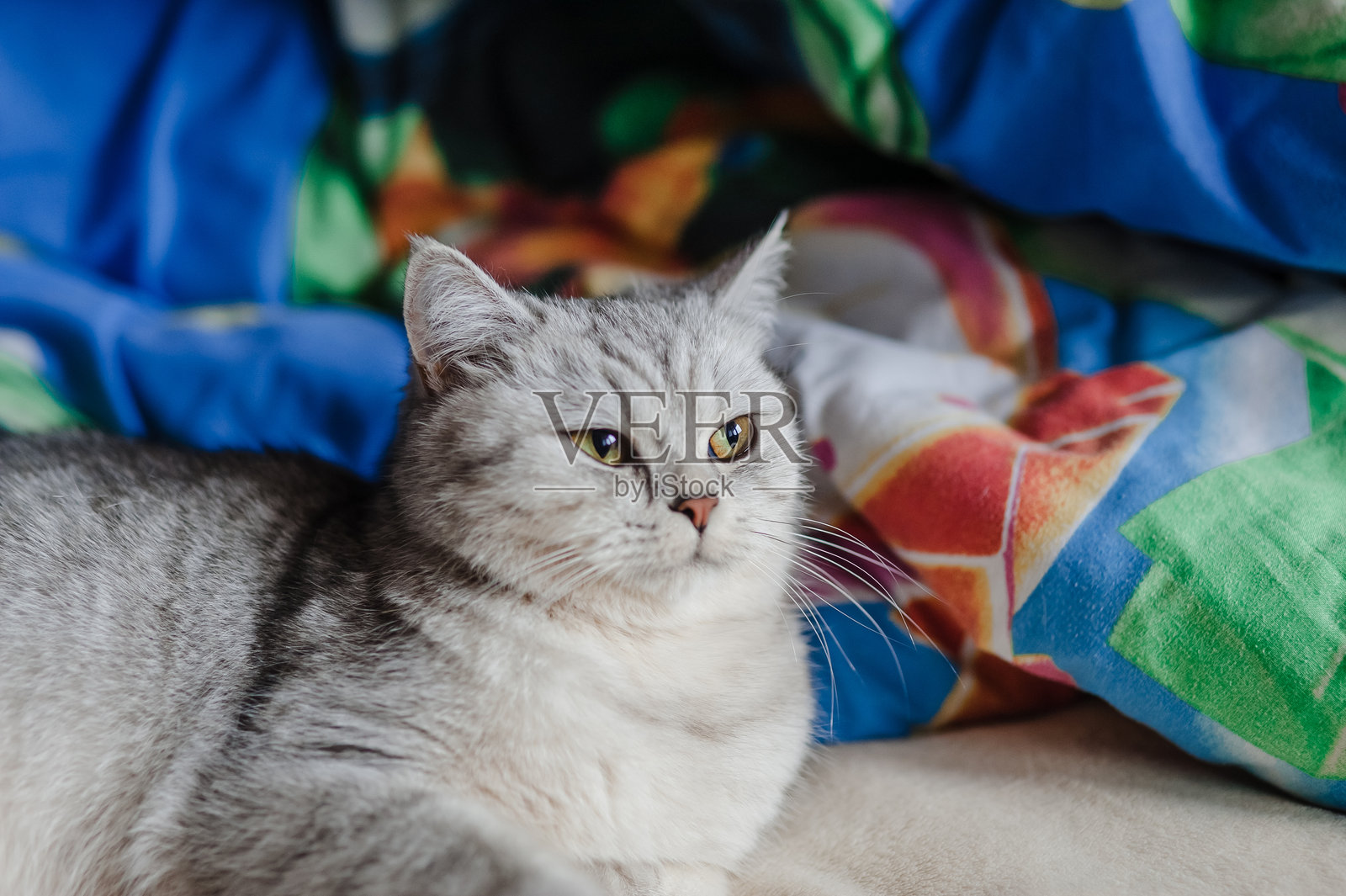 苏格兰折耳猫坐在沙发上，小猫。照片摄影图片