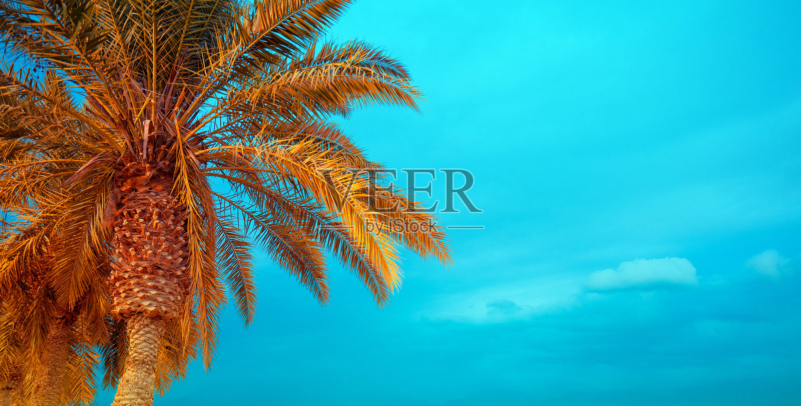 蓝天背景下的棕榈树。热带风景。美丽的热带自然。横幅。照片摄影图片