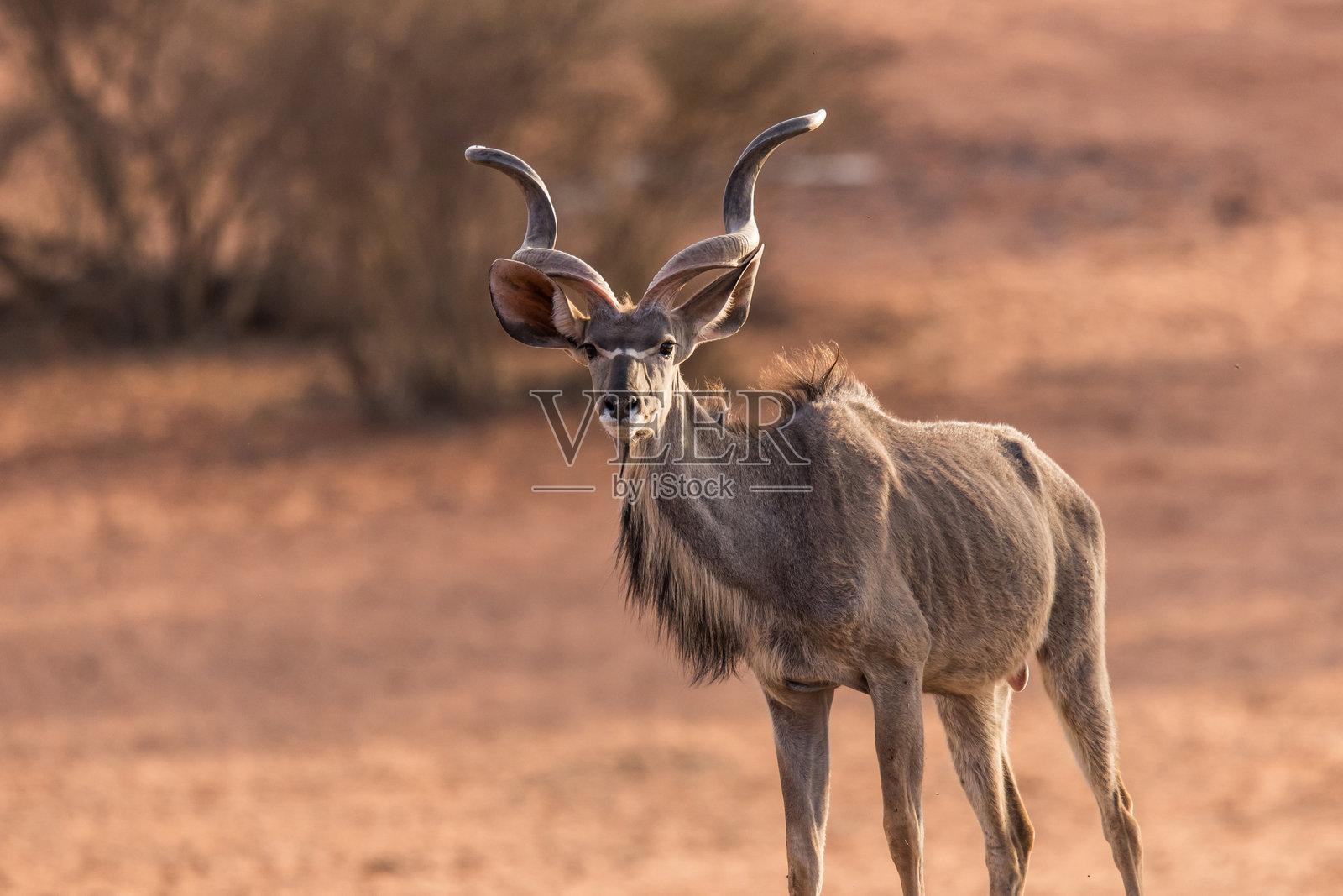 纳米比亚卡拉哈里地区的大角羚羊照片摄影图片