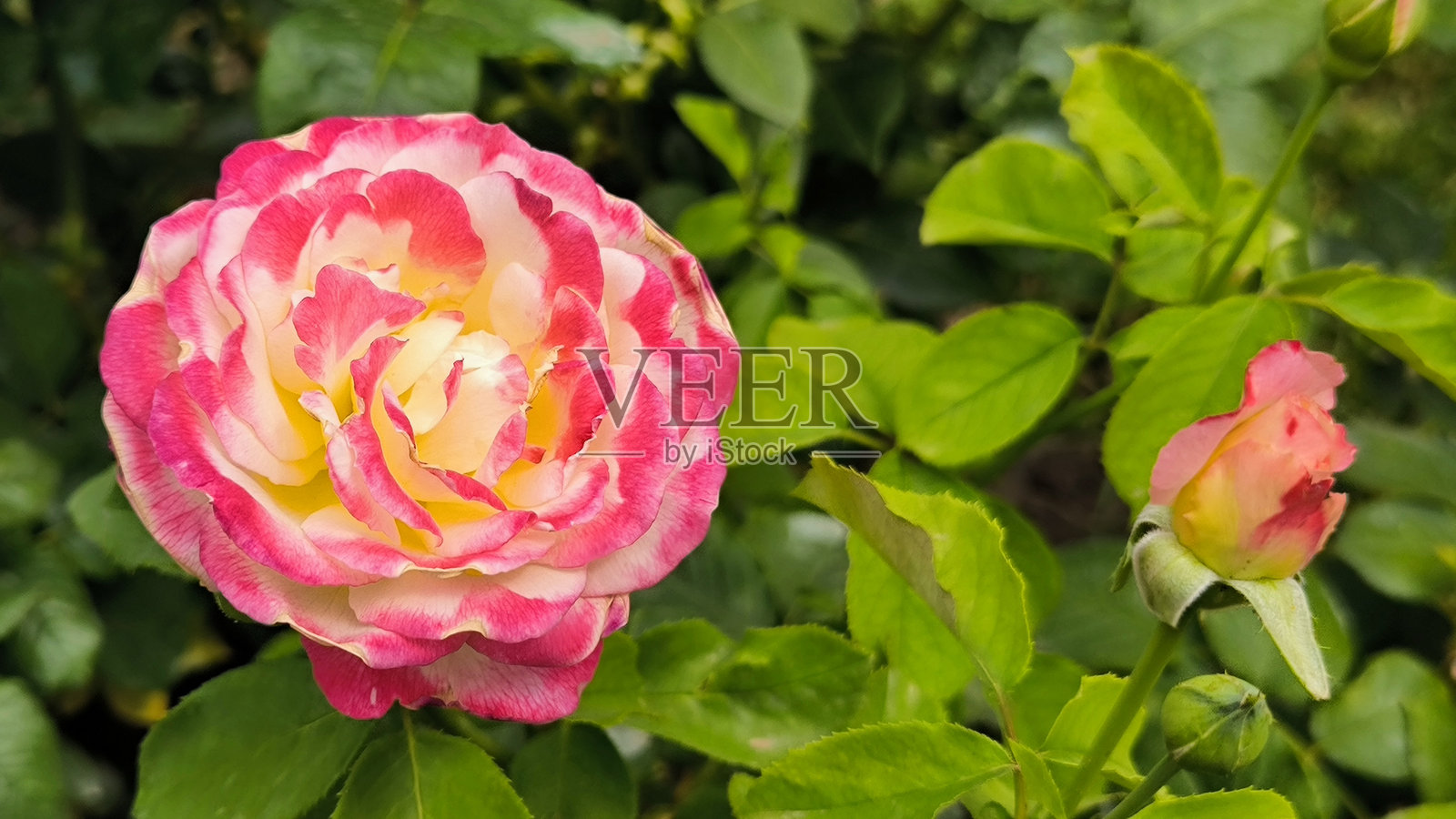 花园中五彩缤纷的盛开玫瑰照片摄影图片