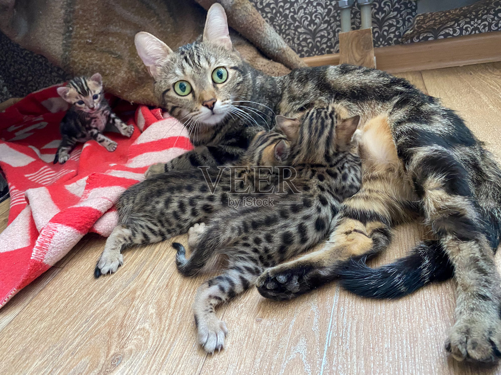 顽皮的孟加拉小猫与母猫照片摄影图片