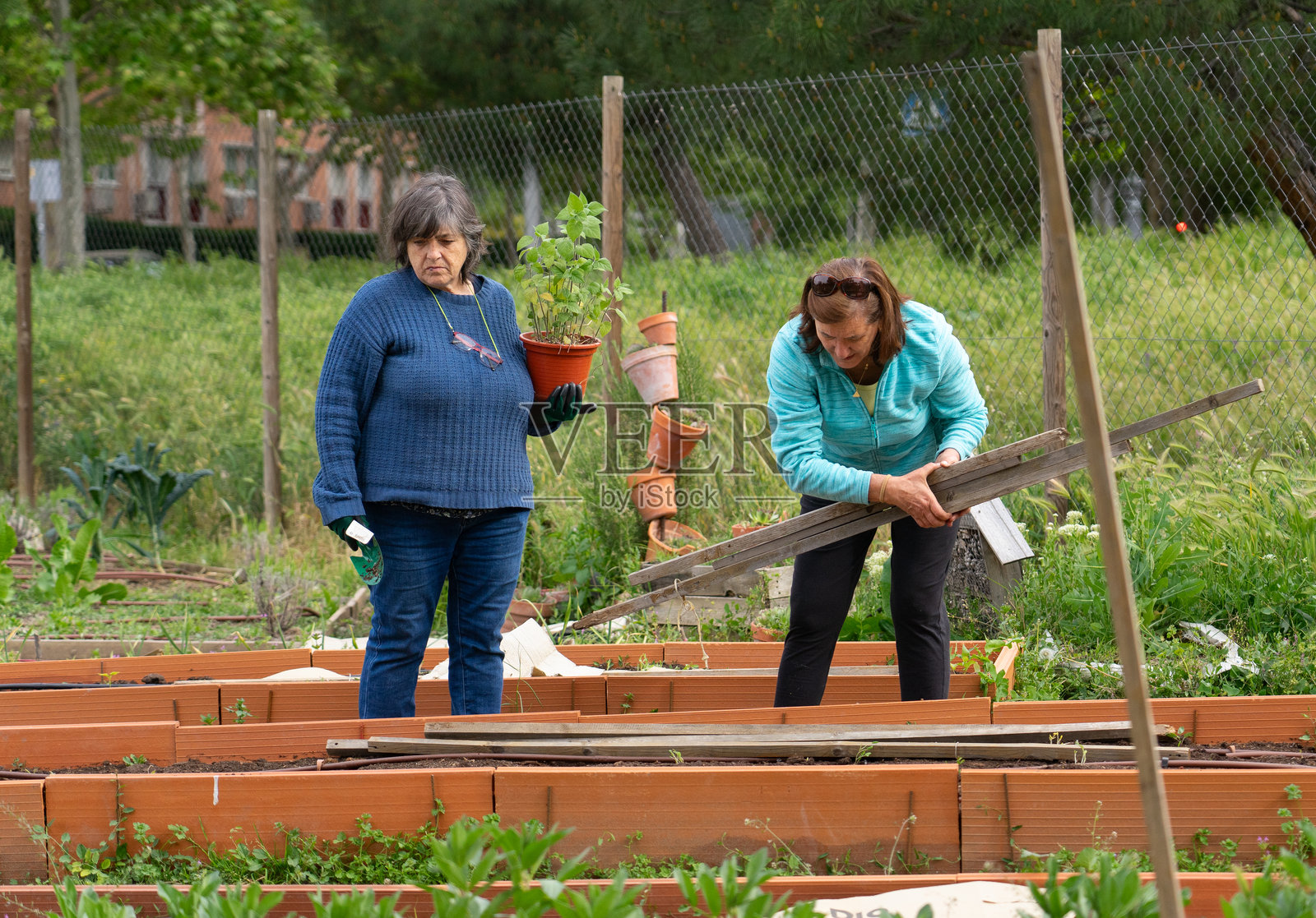 两位年长女性在社区花园工作照片摄影图片