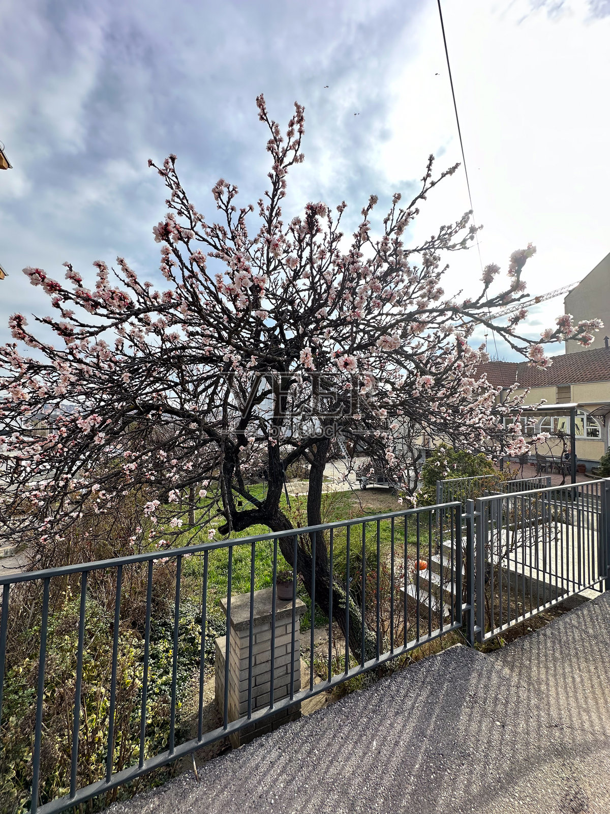 春天盛开的花树在金属围栏后面，背景是城市建筑。季节变化的概念，自然与城市生活的对比，以及自然的复苏。照片摄影图片