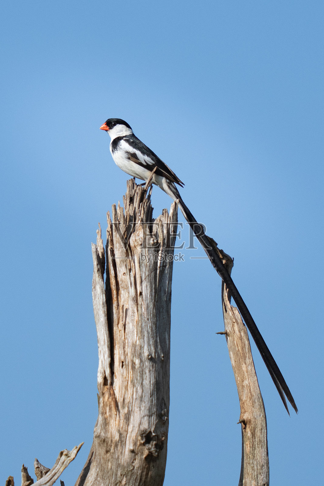 长尾巴的针尾鹦鹉鸟，尾巴美丽。照片摄影图片