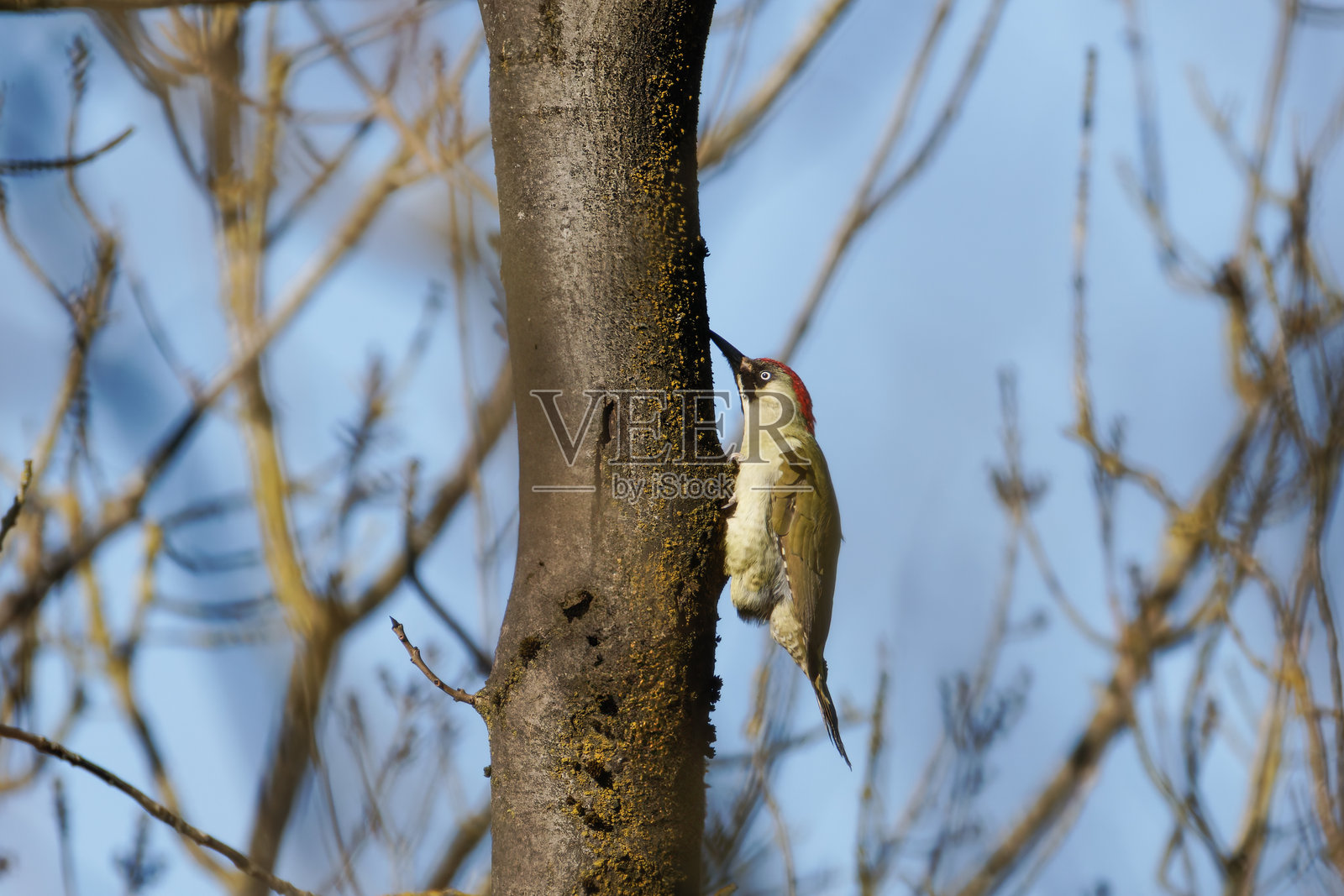 欧洲绿啄木鸟（Picus viridis），也被称为“雅夫尔”，有时也叫“尼克尔”，是一种大型绿色啄木鸟，早晨时有着鲜艳的红色头冠和黑色胡须。照片摄影图片