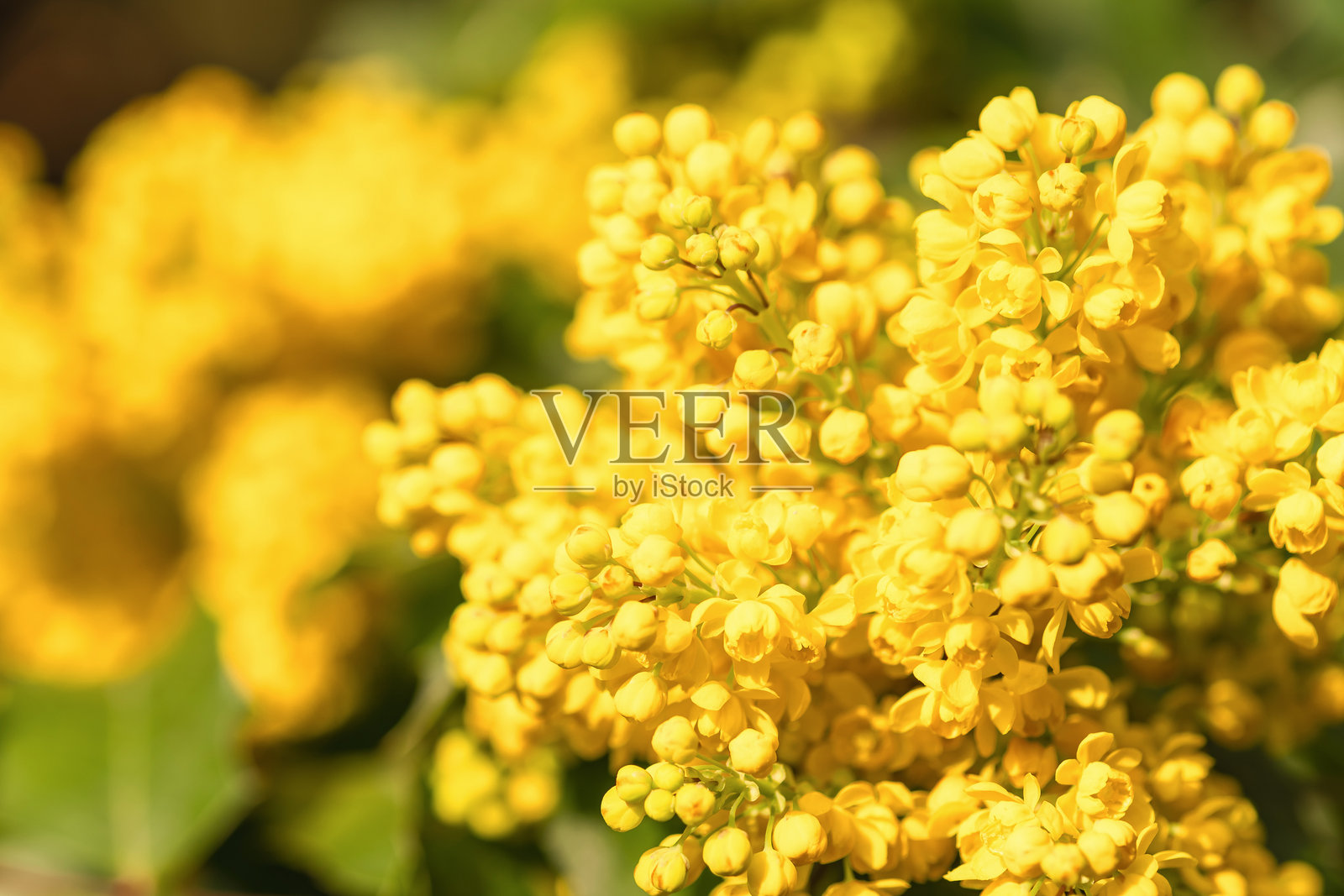 马霍尼冬青的黄色鲜花特写。花园中的常绿多年生植物。照片摄影图片