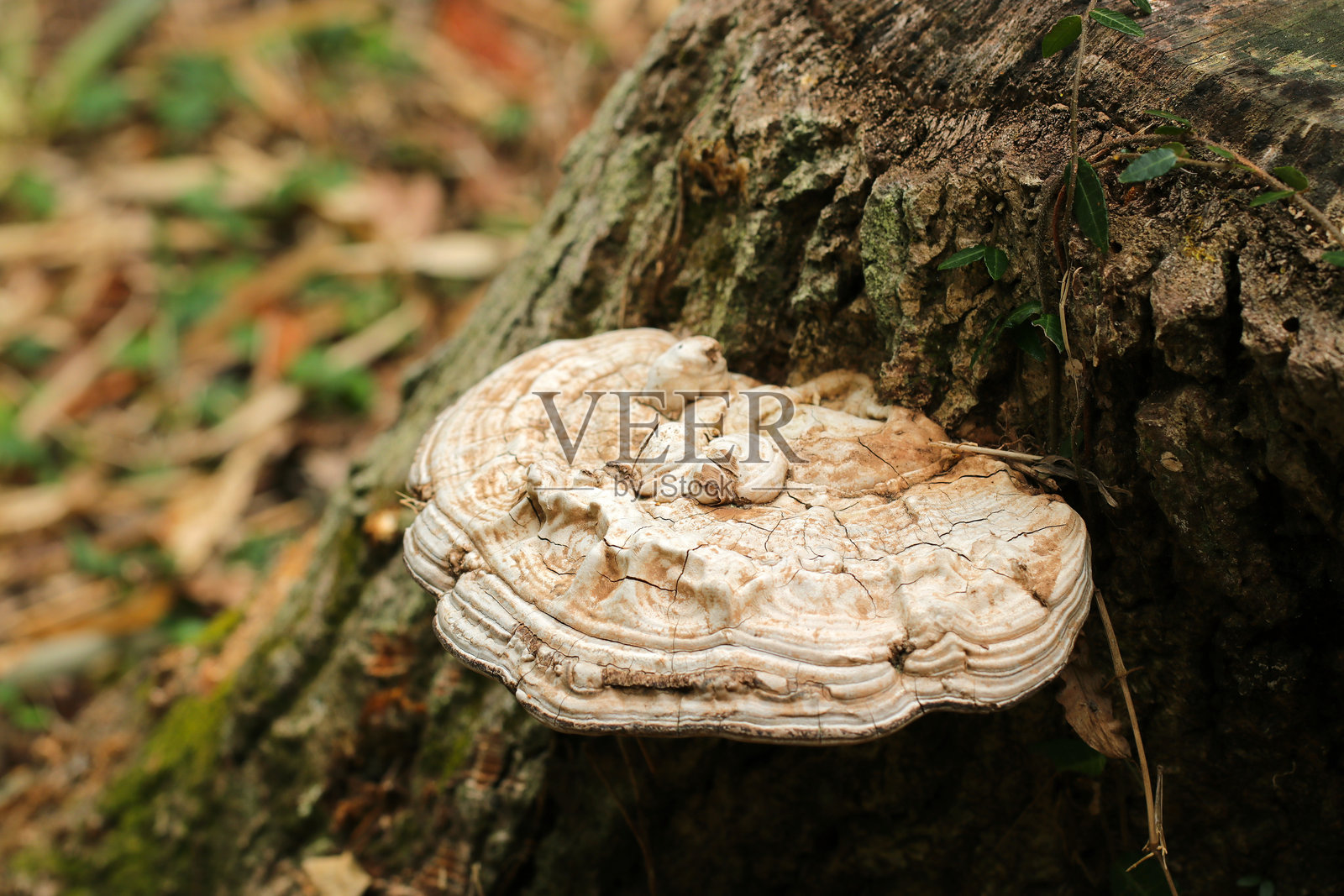 日本的高福喜伞菌侧面，帽子壮观地展开（平顶缺孔菌，艺术家托盘，艺术家木耳。自然科学特写微距摄影）照片摄影图片