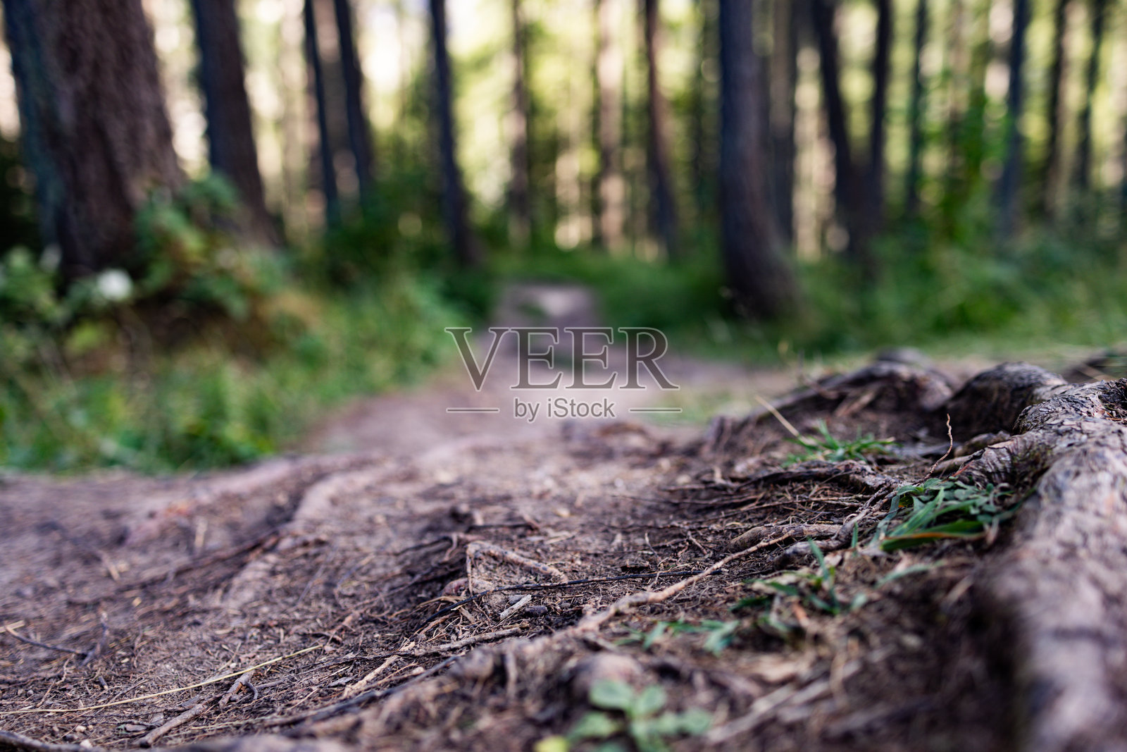 宁静林地中树根的森林小径照片摄影图片