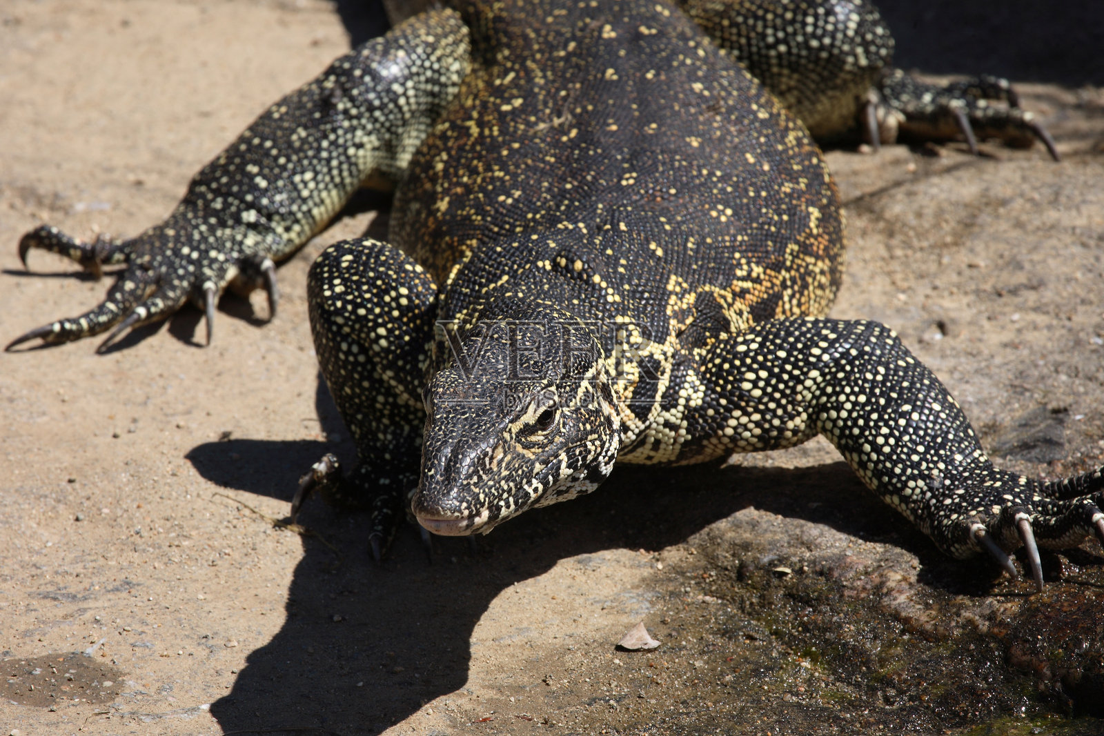 尼尔瓦兰 / 尼罗监视器 / 尼罗巨蜥照片摄影图片