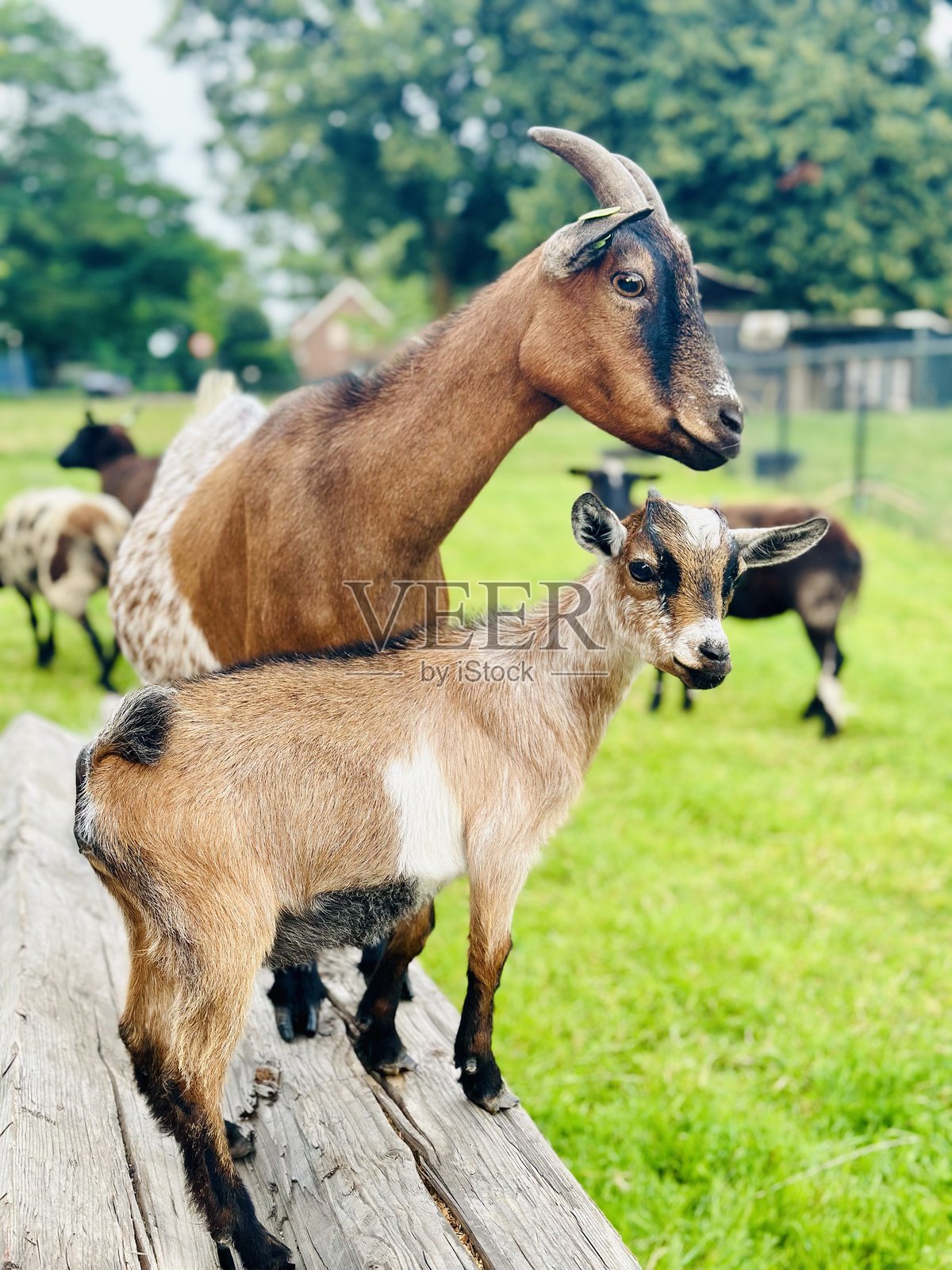 山羊家庭照片摄影图片