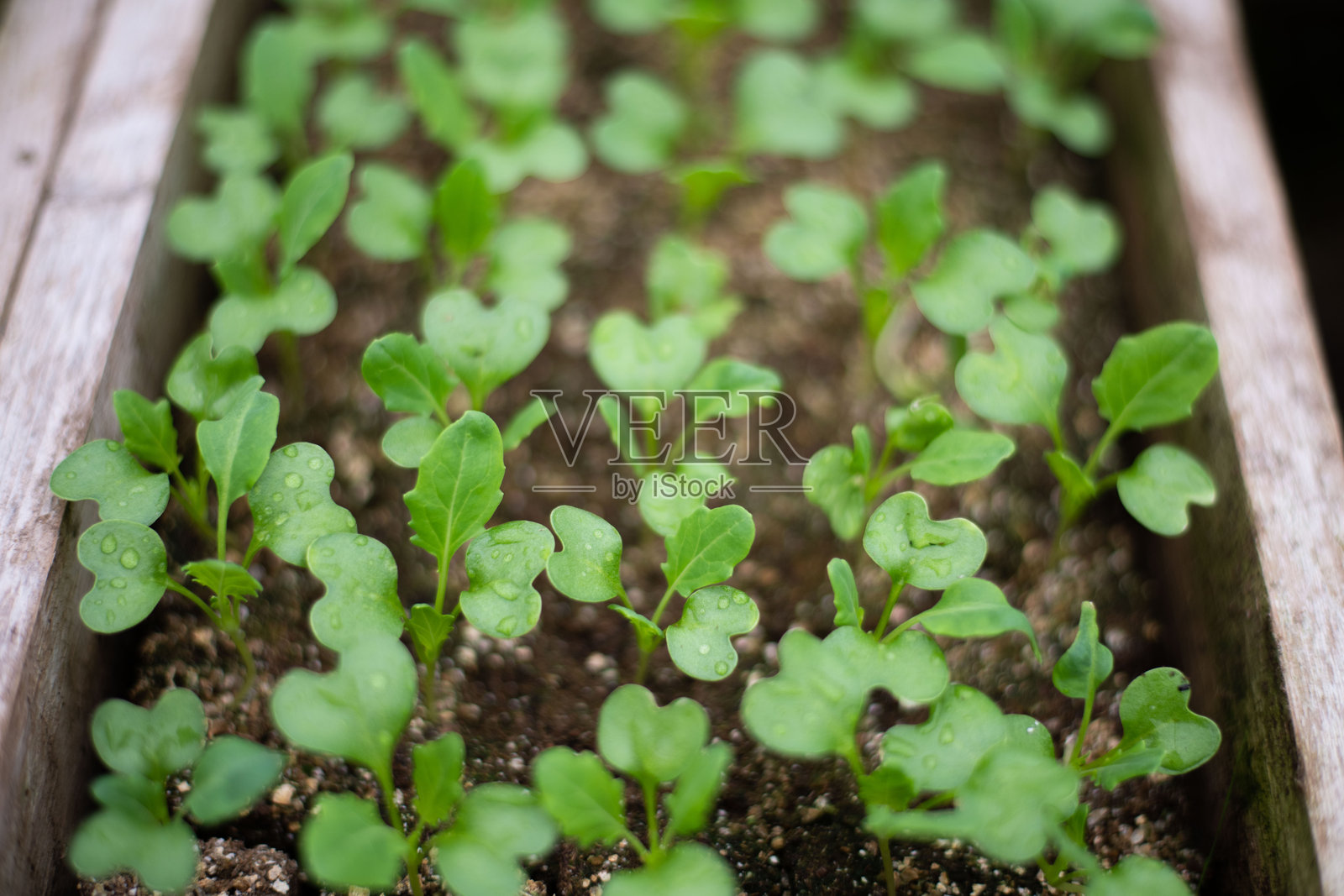 春季幼苗照片摄影图片