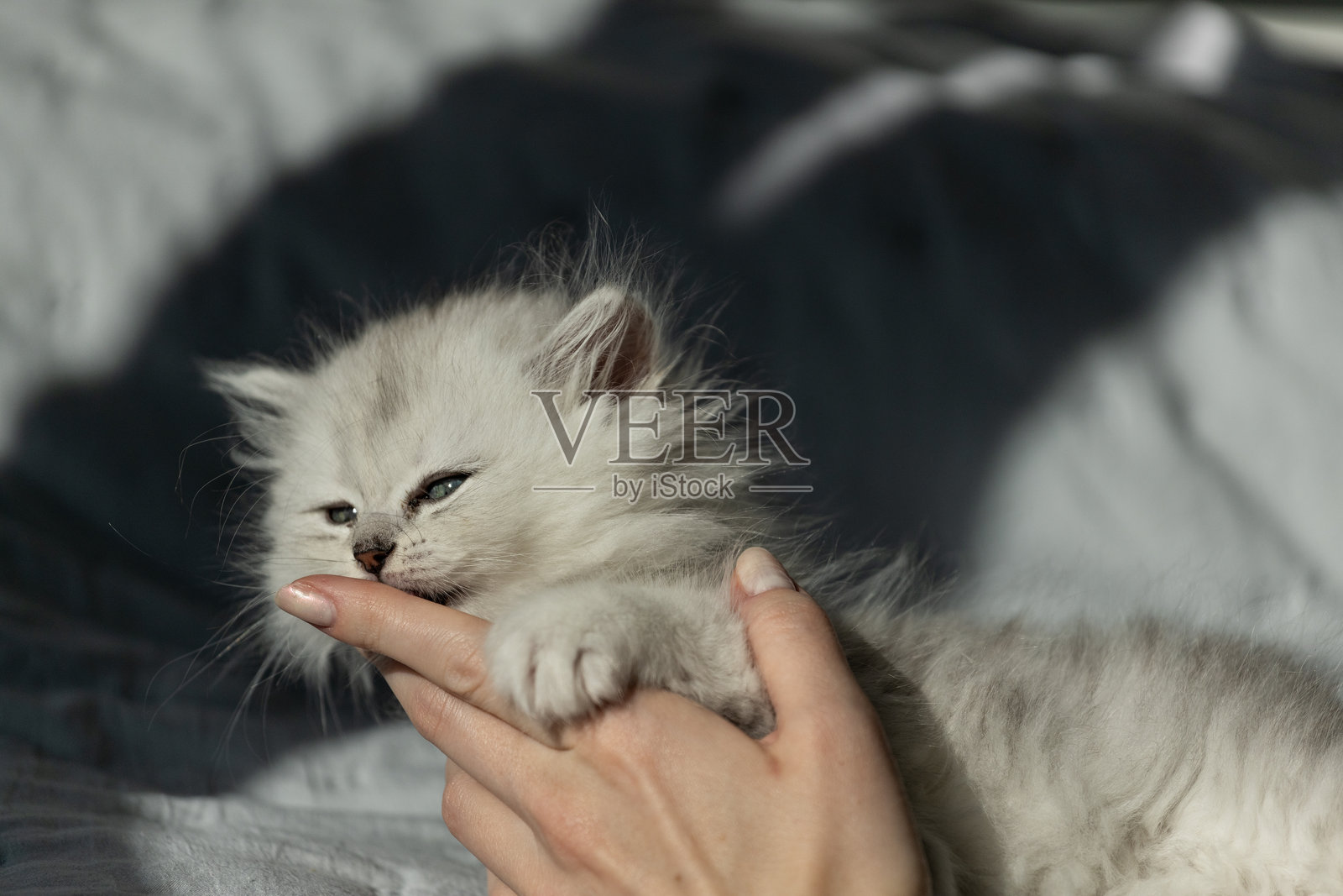 可爱的毛茸茸的小猫在柔和的光线下顽皮地咬着手指，同时被一只手拥抱，营造出人与宠物之间温馨可爱的亲密时刻。照片摄影图片