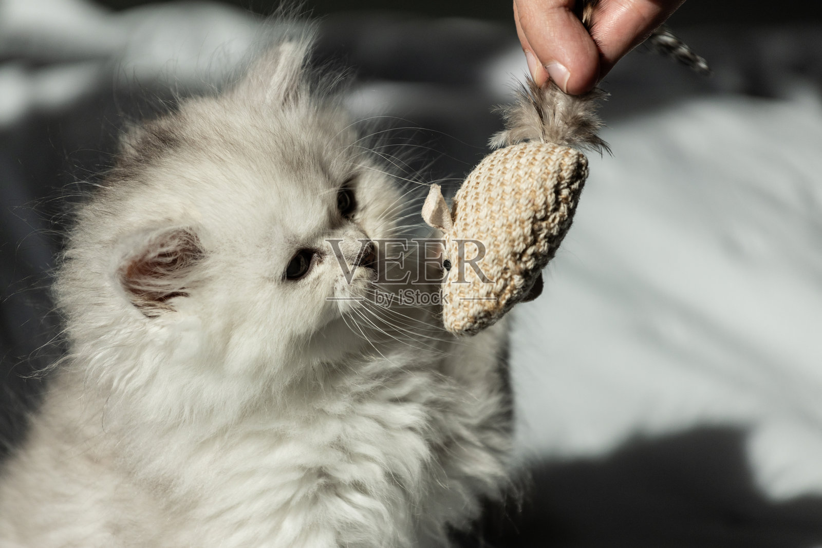 可爱的年轻白猫好奇地与一个手工制作的玩具老鼠互动，捕捉到宠物猫主人的玩耍和快乐时刻。照片摄影图片