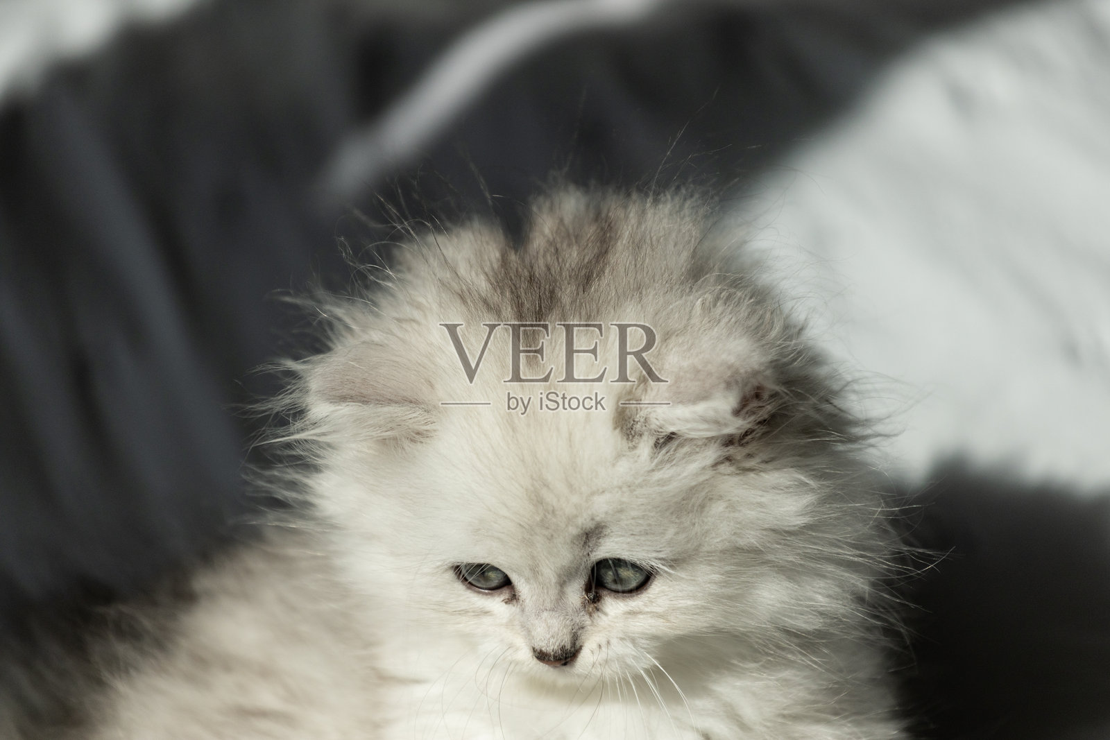 可爱的毛茸茸的小猫低头凝视，柔和的自然阳光照亮了它浅灰色的毛发，展现出它迷人的特征和迷人的天真，背景宁静。照片摄影图片