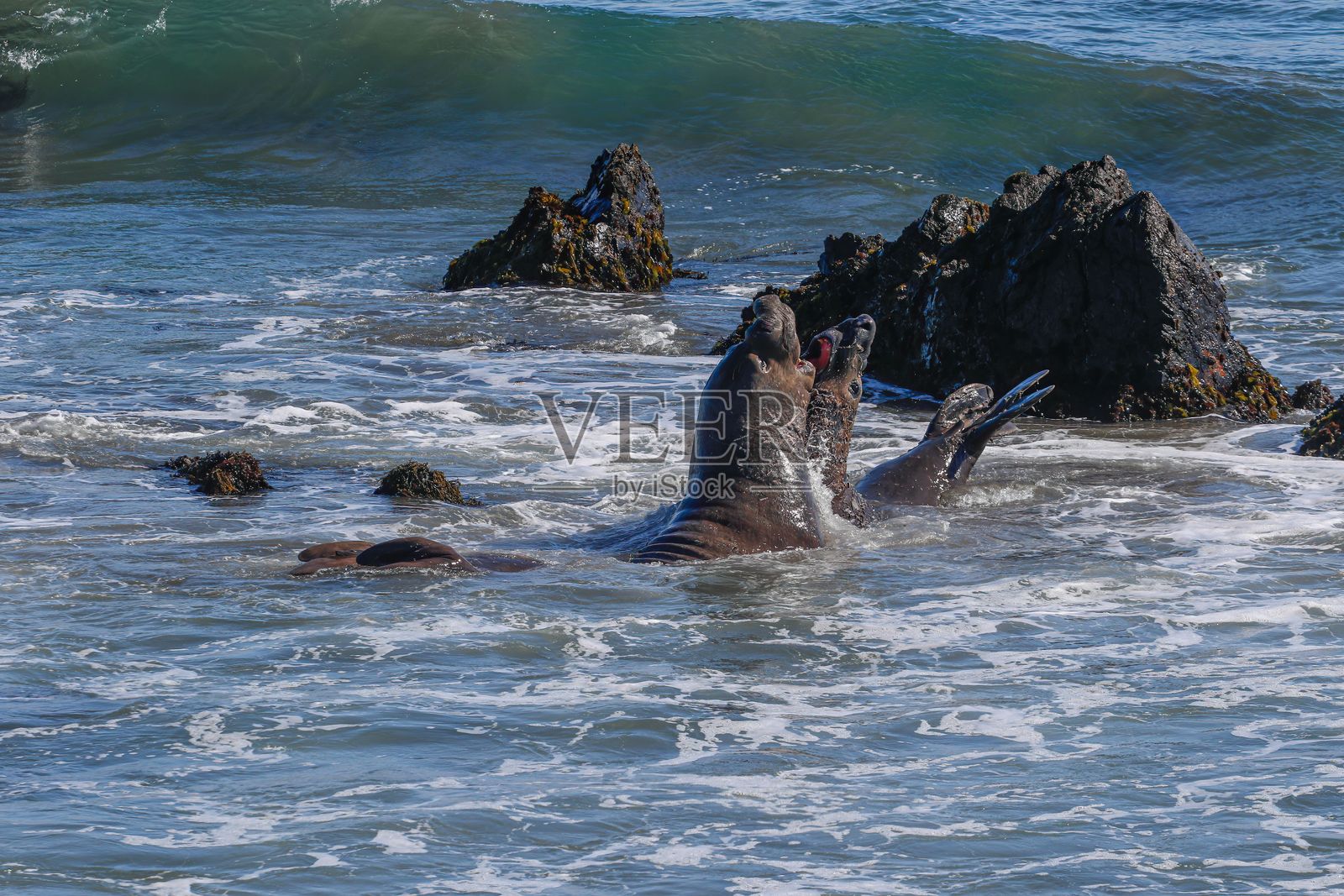 顽皮的海象在海浪中嬉戏照片摄影图片
