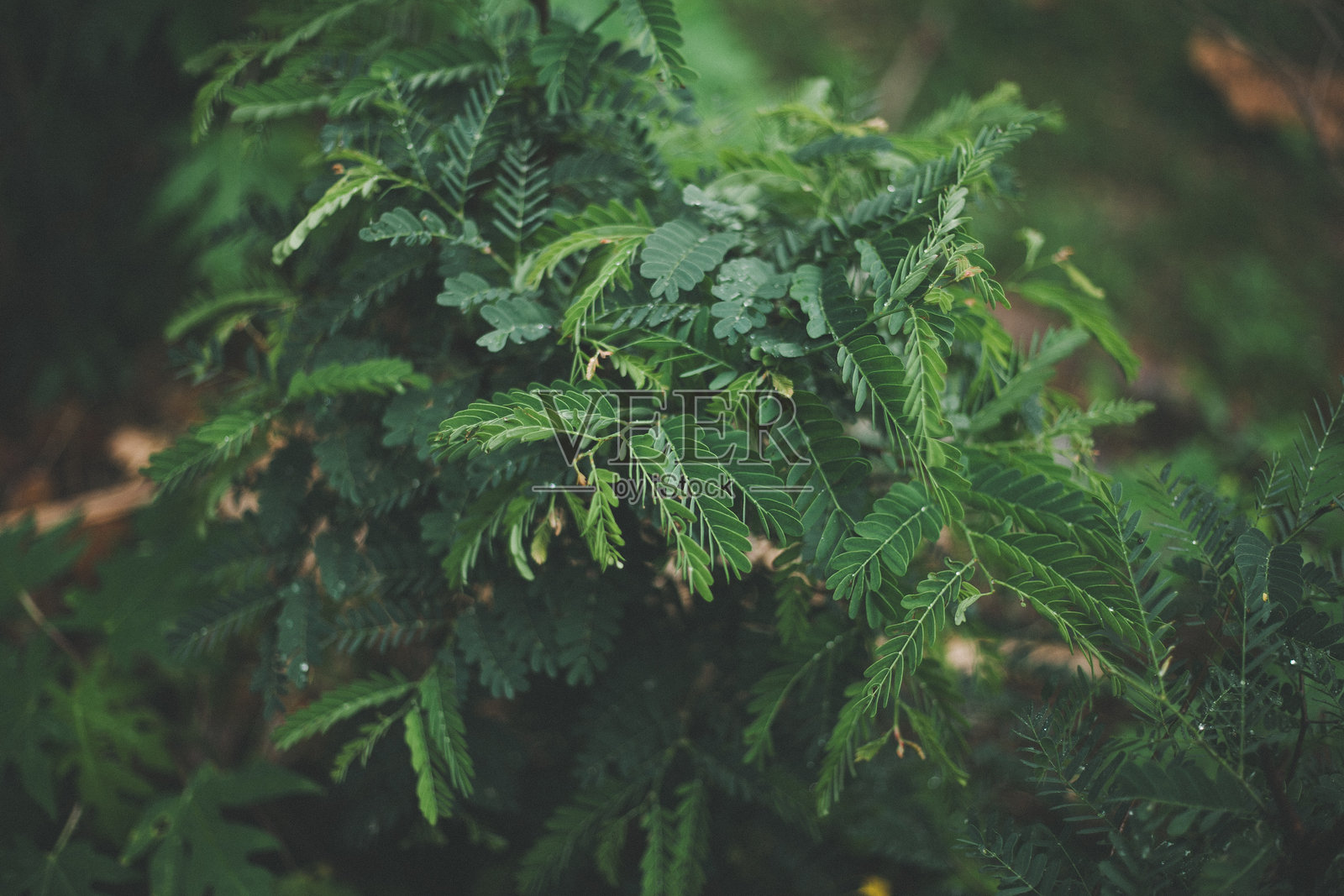 泰国自然照片摄影图片