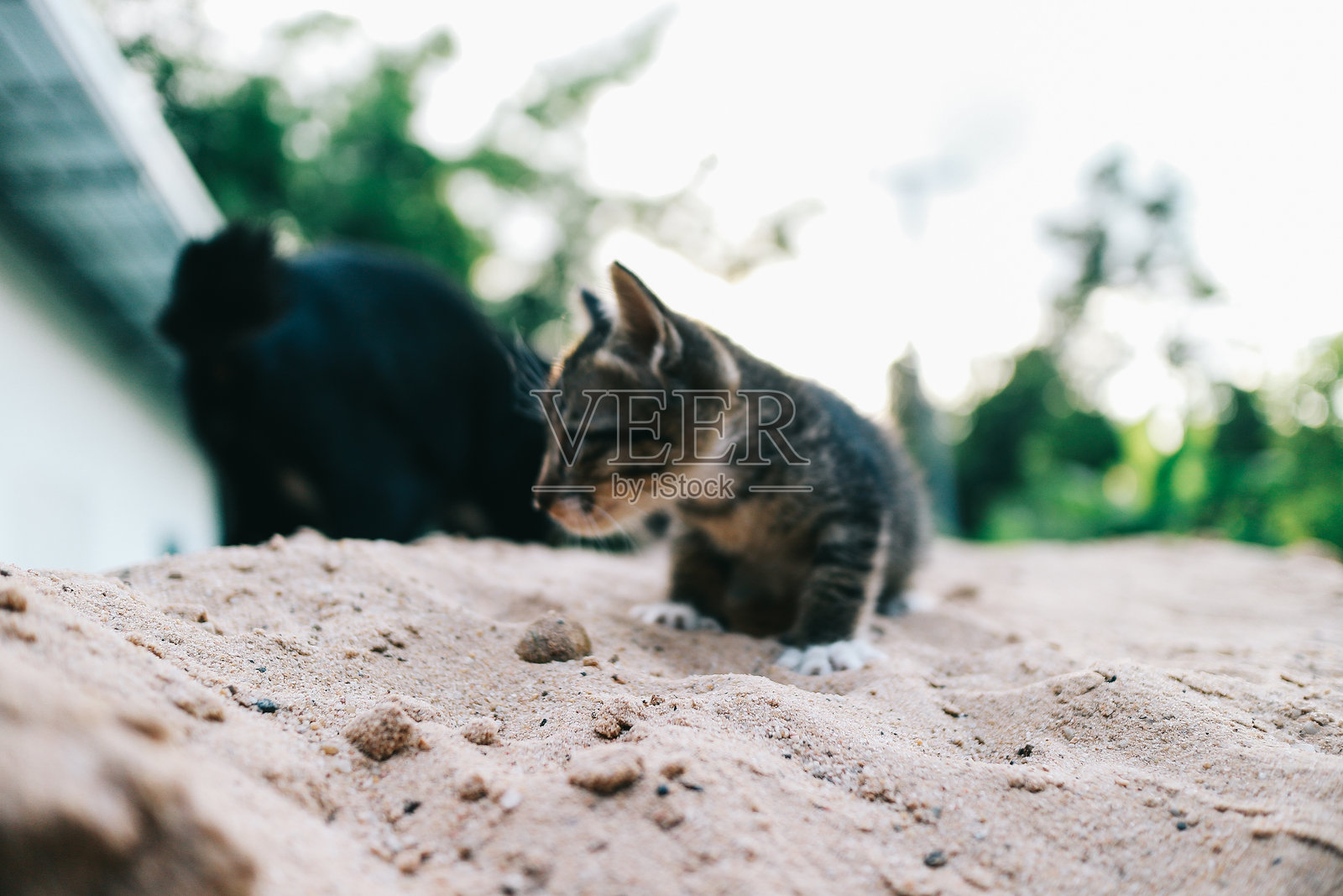 小猫在玩耍照片摄影图片