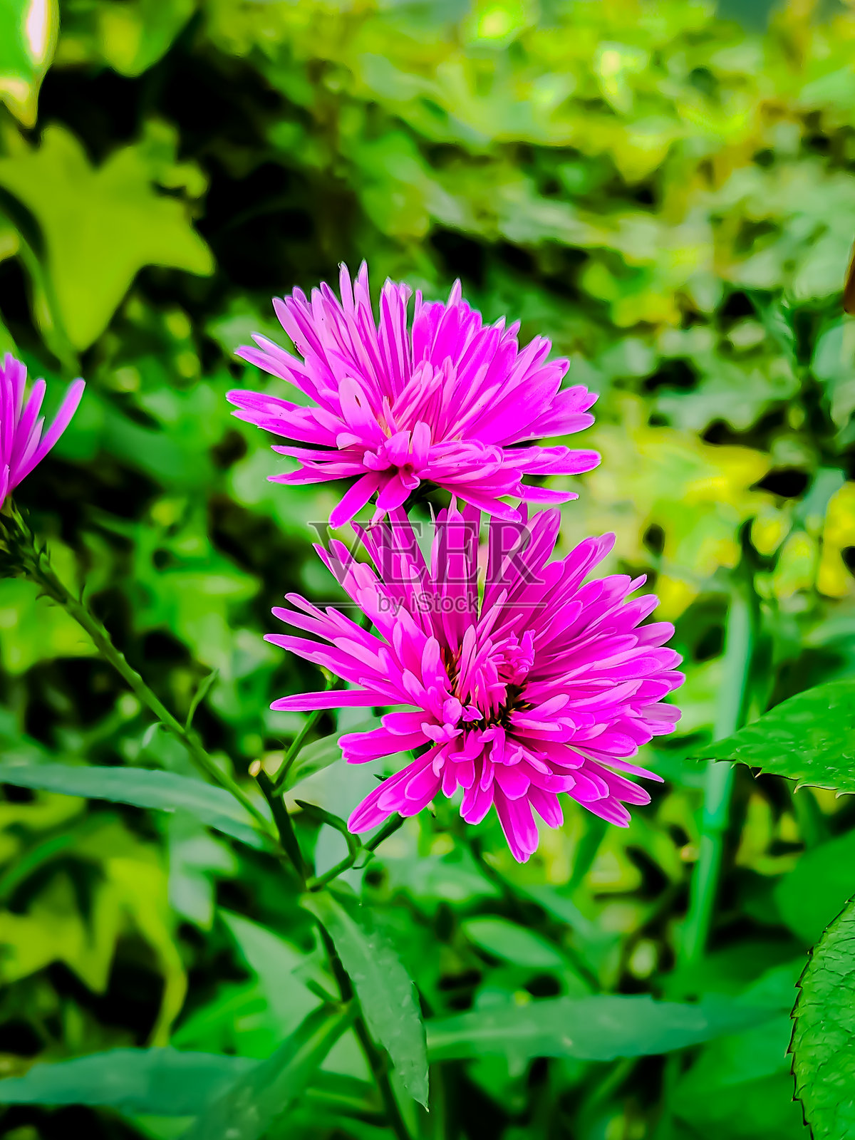 异域紫色野花盛开照片摄影图片