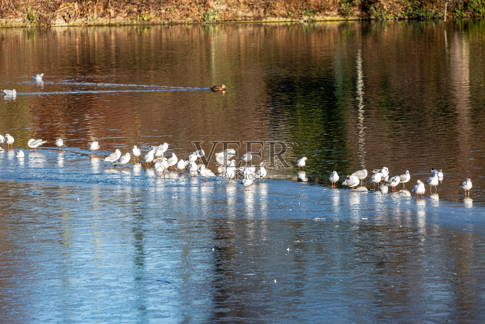 海鸥在湖中游泳照片摄影图片