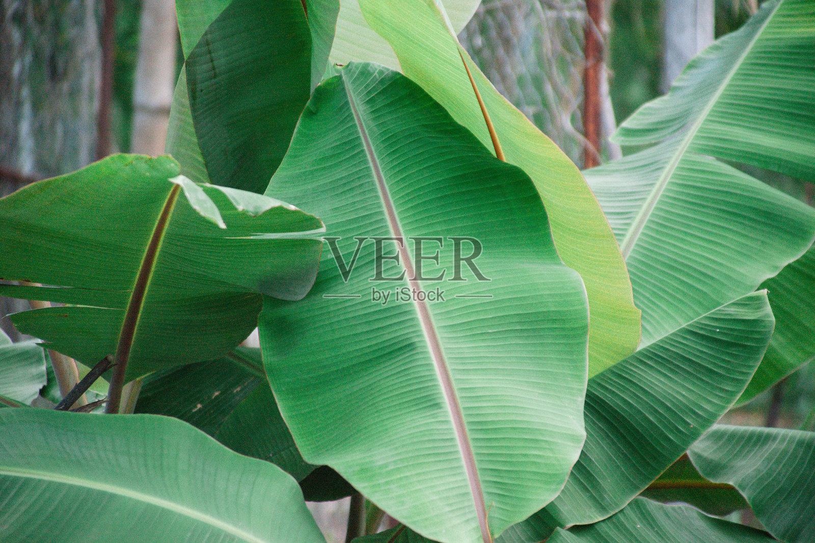 泰国自然照片摄影图片