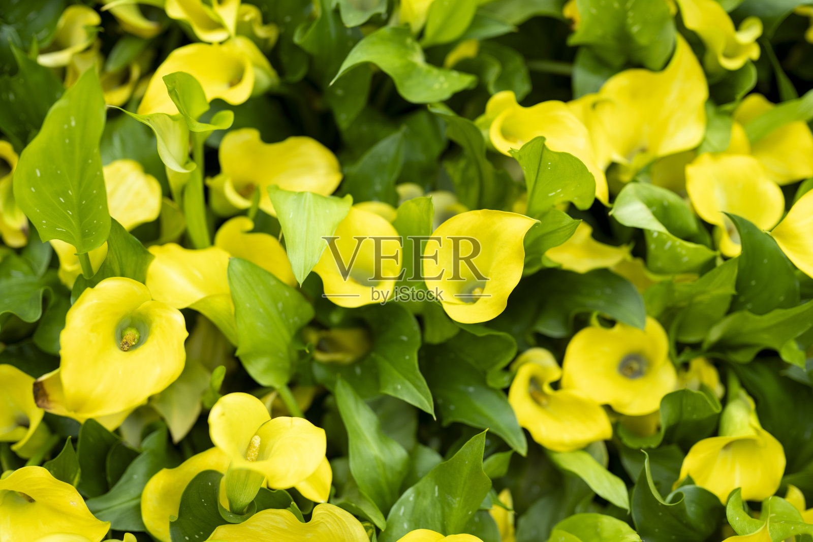 室内花坛中盛开的黄色花朵照片摄影图片