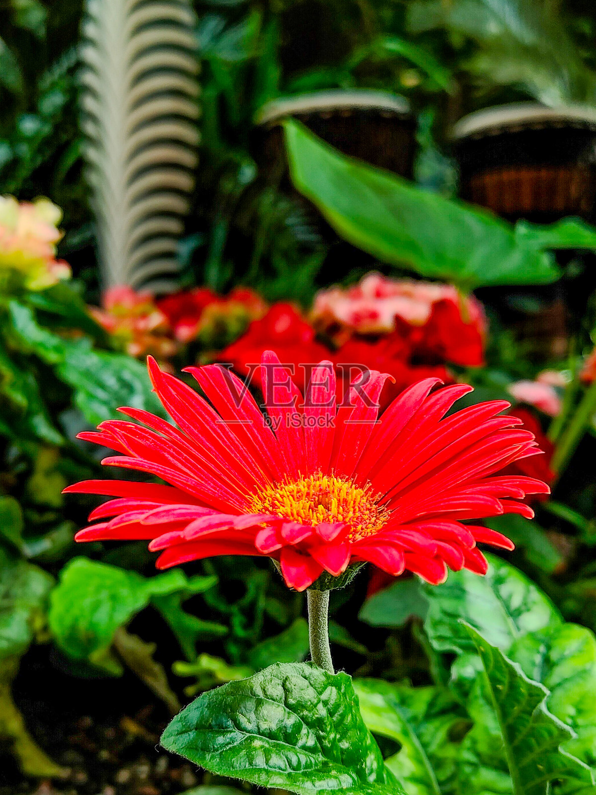 生机勃勃的红色非洲菊在郁郁葱葱的花园中照片摄影图片