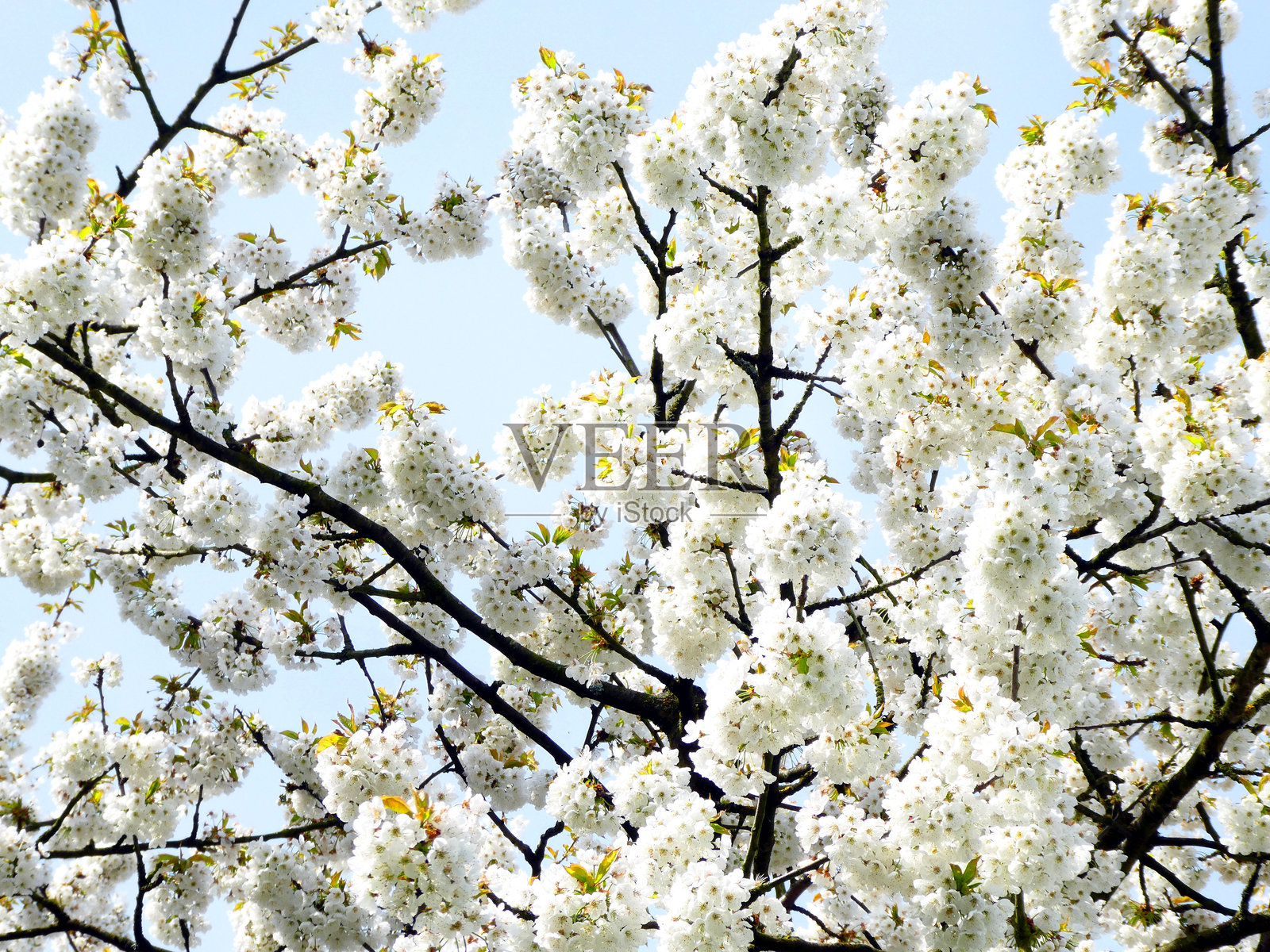愉悦的低角度视图，白色树花映衬蓝色春天的天空照片摄影图片