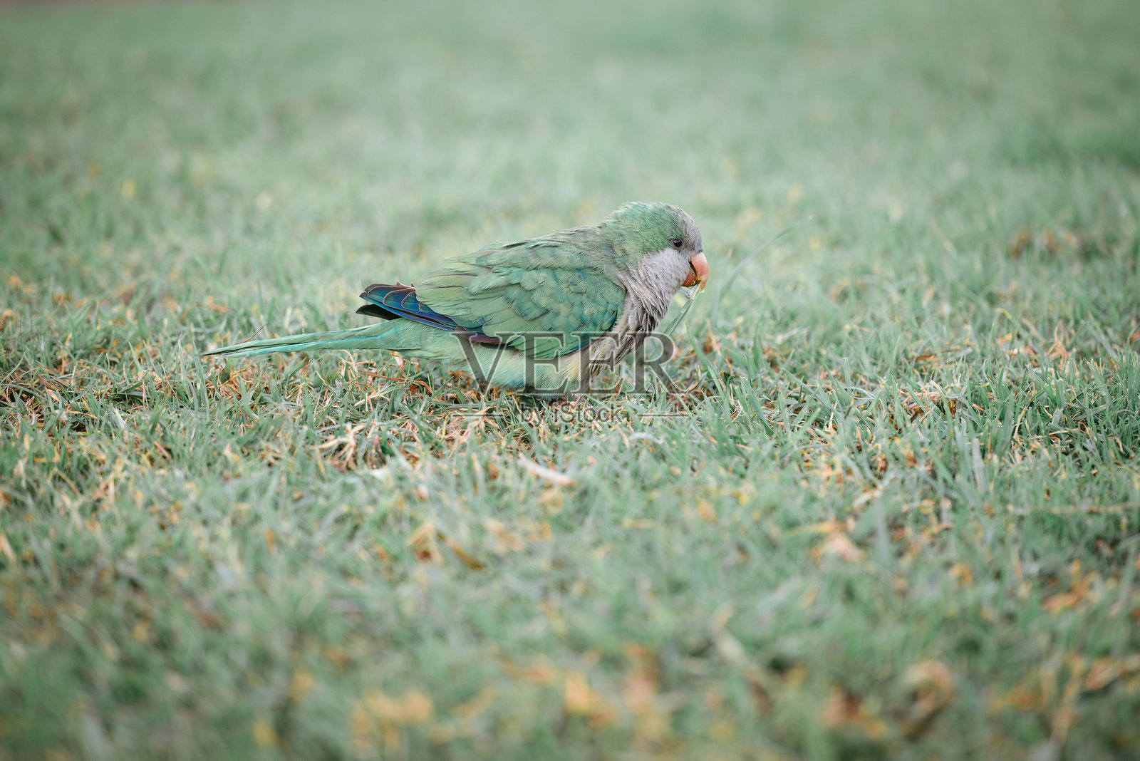 草地上的绿色鹦鹉照片摄影图片