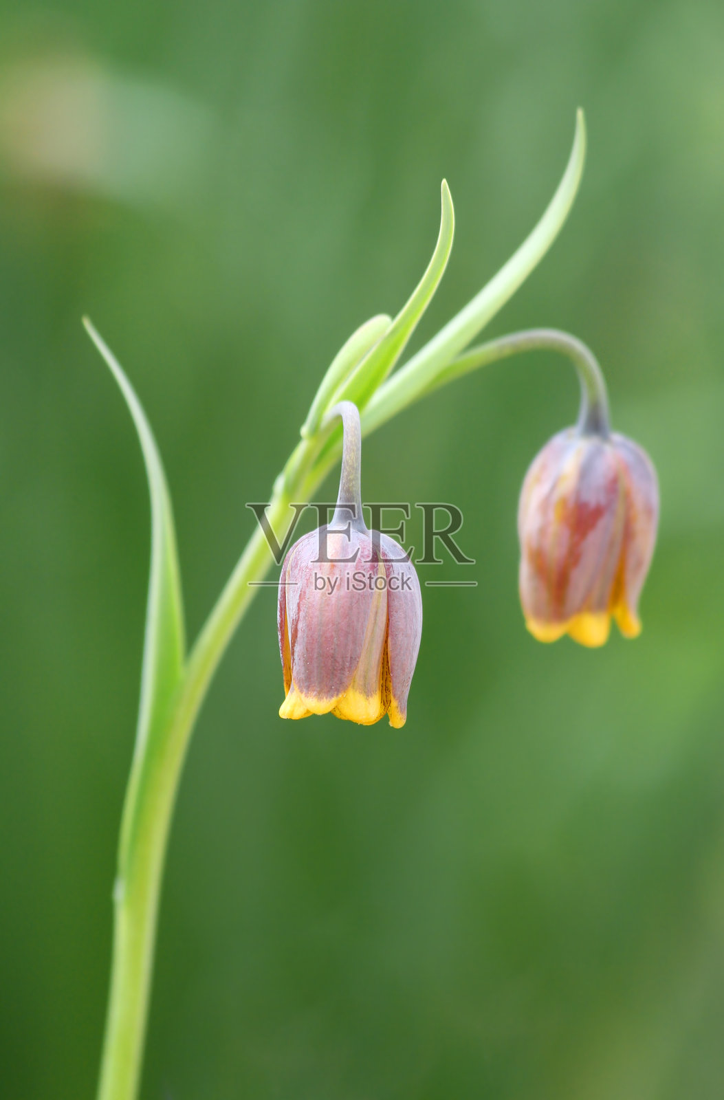 印第安纳波利斯花园里的春天第一朵花照片摄影图片