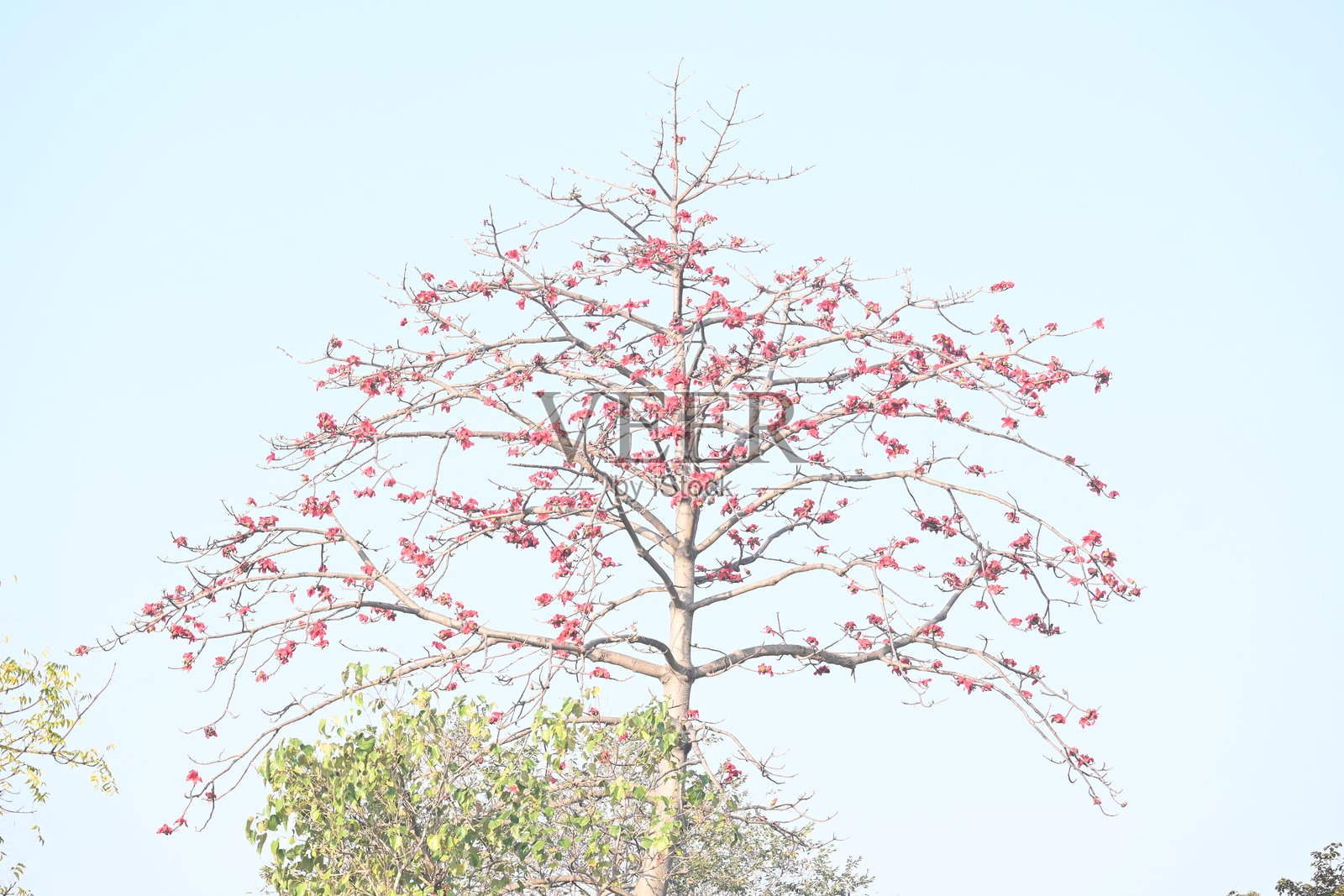 红棉花树花。照片摄影图片