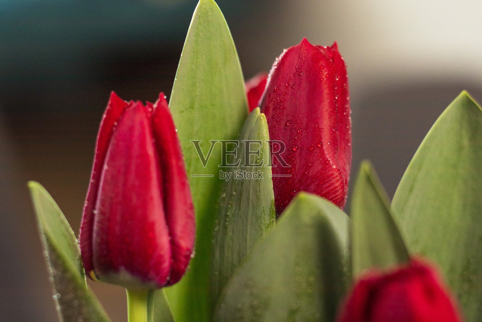 新鲜红色郁金香的特写镜头。花卉照片摄影图片