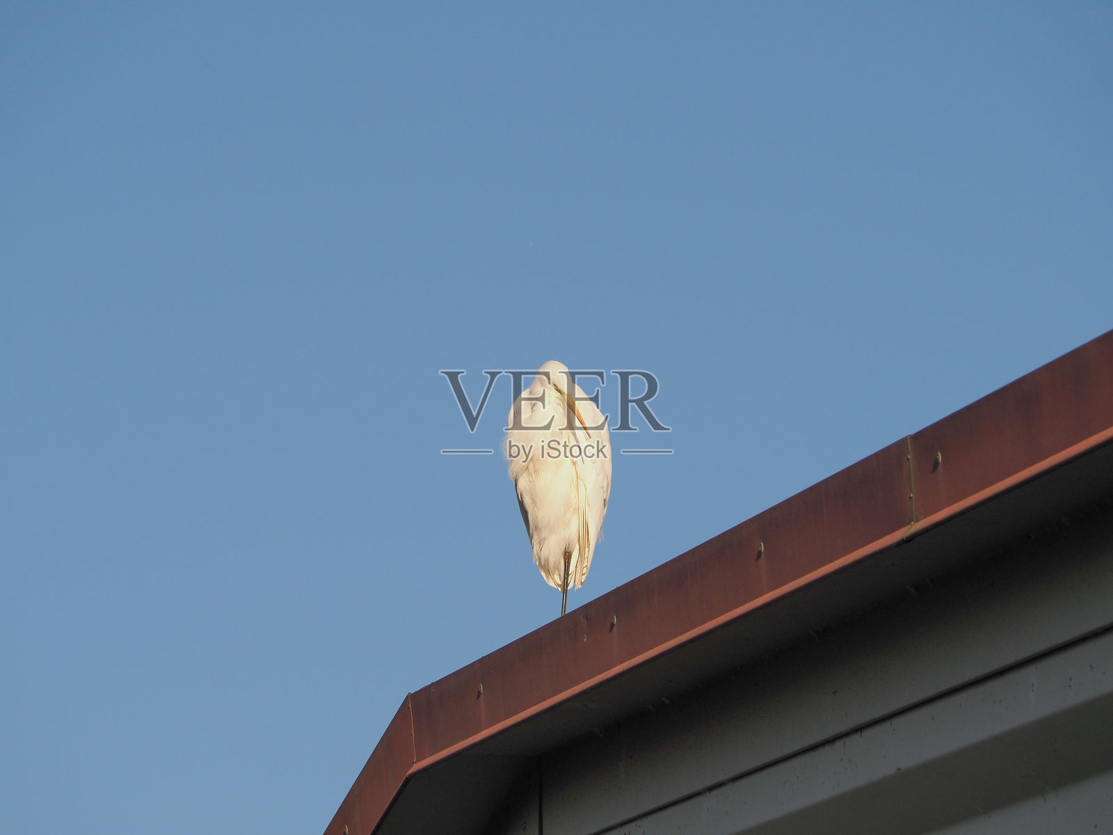 白鹭（学名：Egretta）照片摄影图片