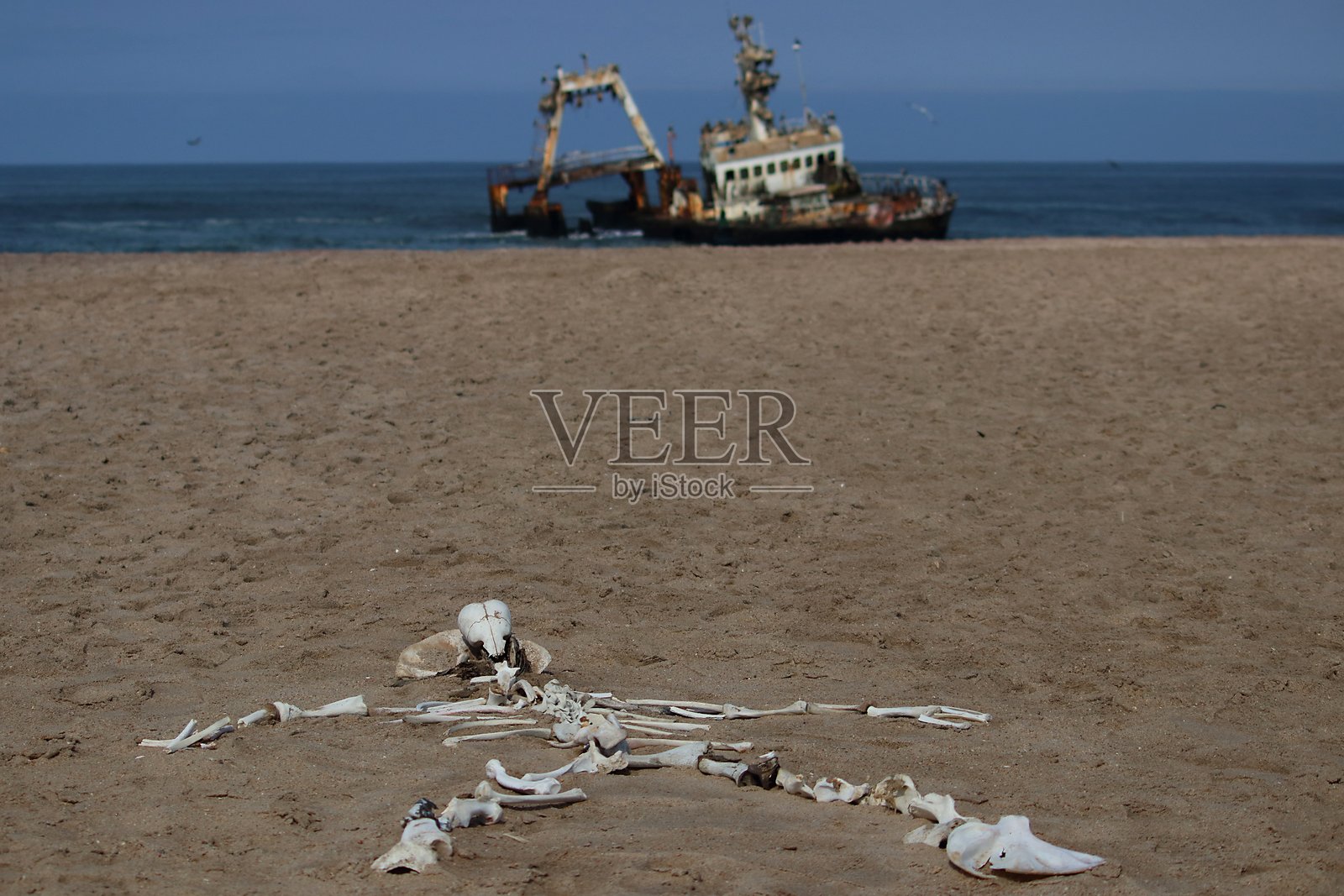 一具散落的动物骨骼躺在沙滩上，背景中可见一艘生锈的船只残骸，象征着严酷而荒凉的自然。照片摄影图片