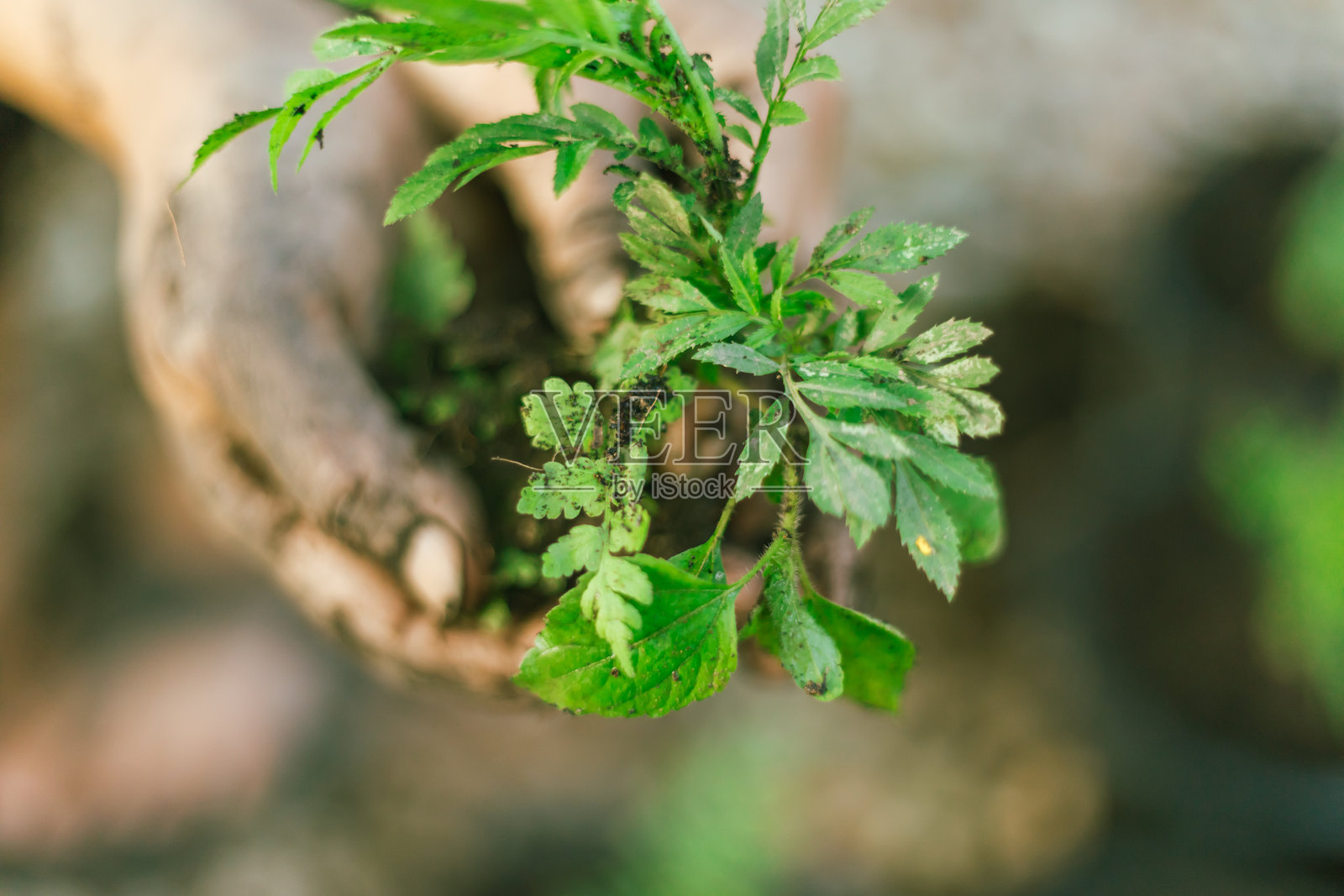 手握着带土壤的幼苗。照片摄影图片