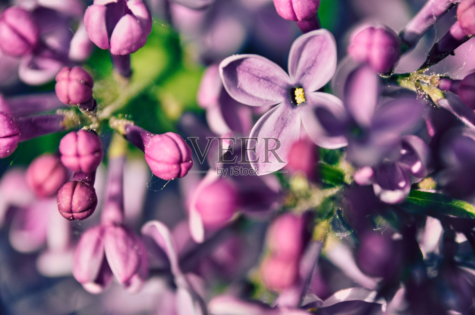 紫丁香枝上的粉色和紫色花朵及正在发育的花蕾特写，美丽的花朵照片摄影图片