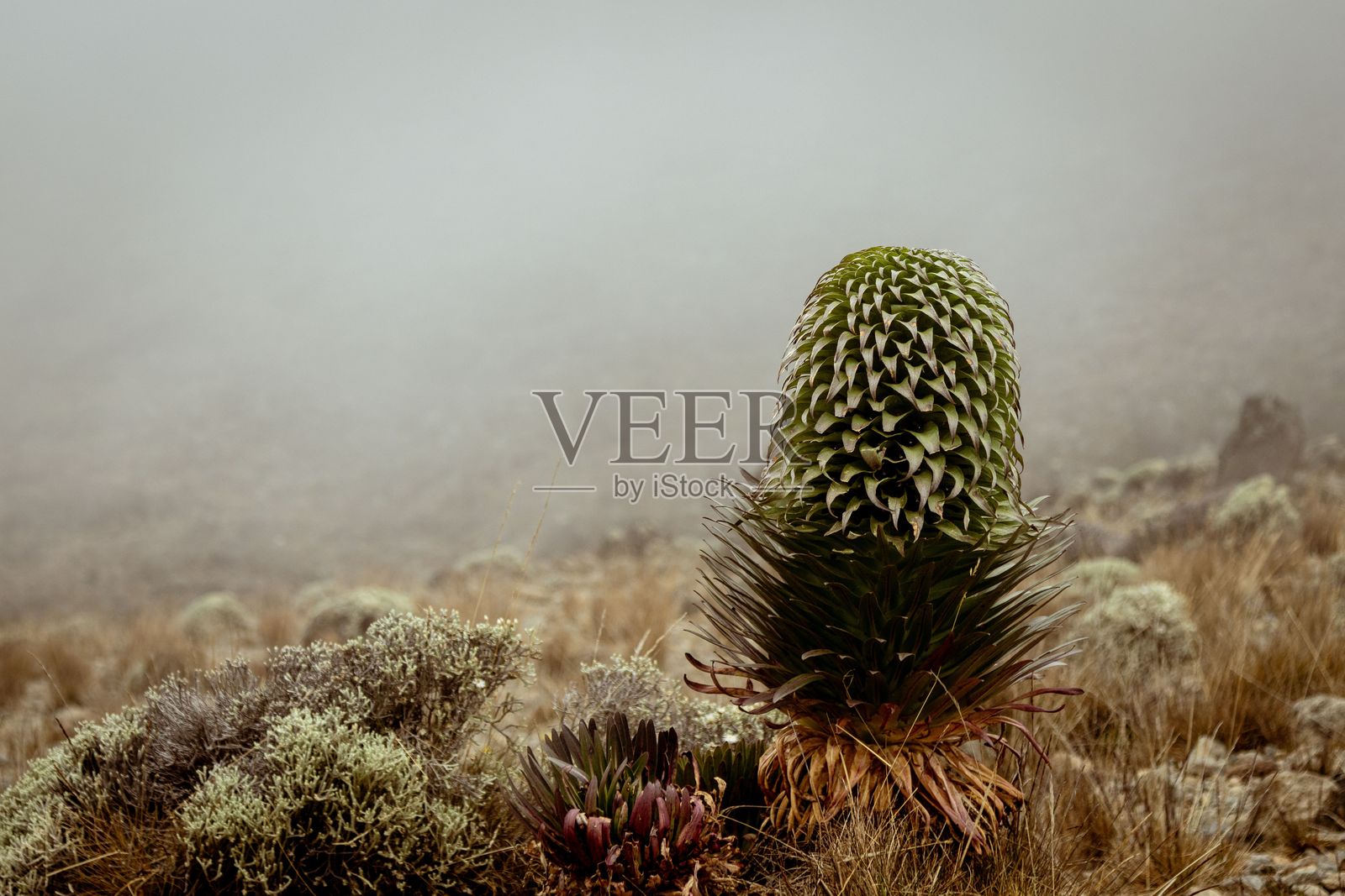 基利曼杰罗雾气弥漫的高原上的埃斯佩莱提亚照片摄影图片