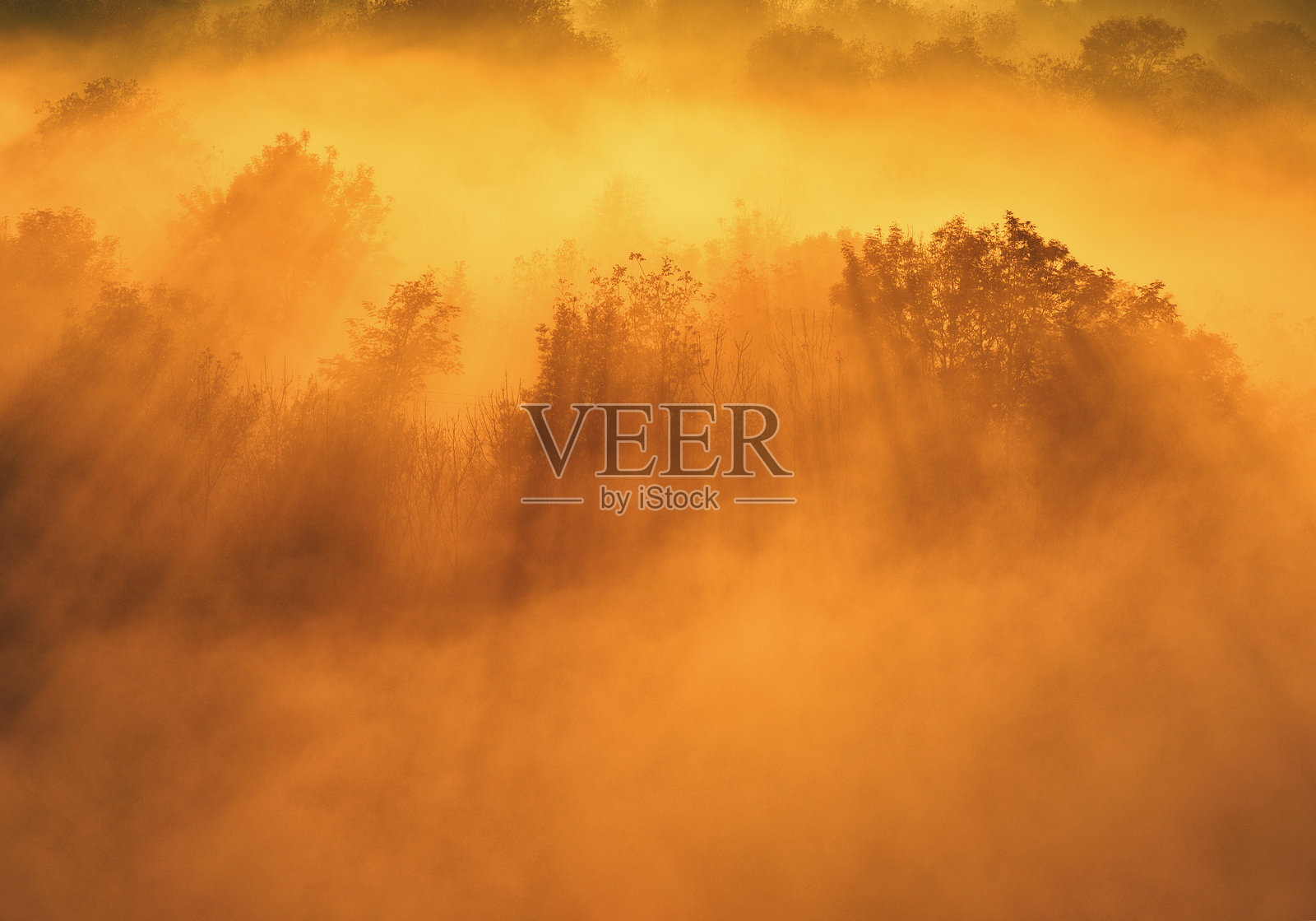 晨雾中的草地上透过阳光的树木照片摄影图片