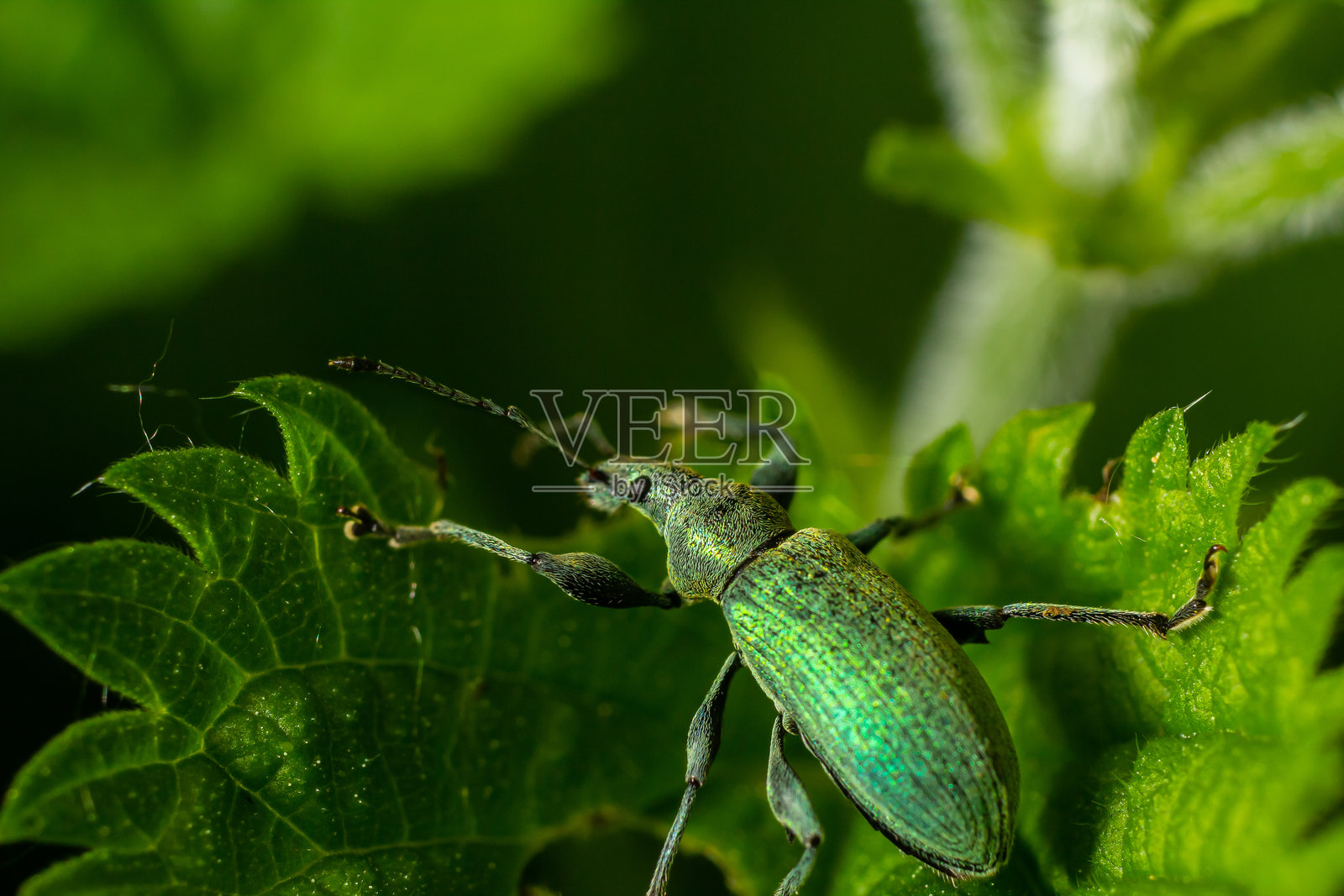阳光明媚的下午，一只鲜艳绿色的象甲虫栖息在郁郁葱葱的花园叶子上。照片摄影图片