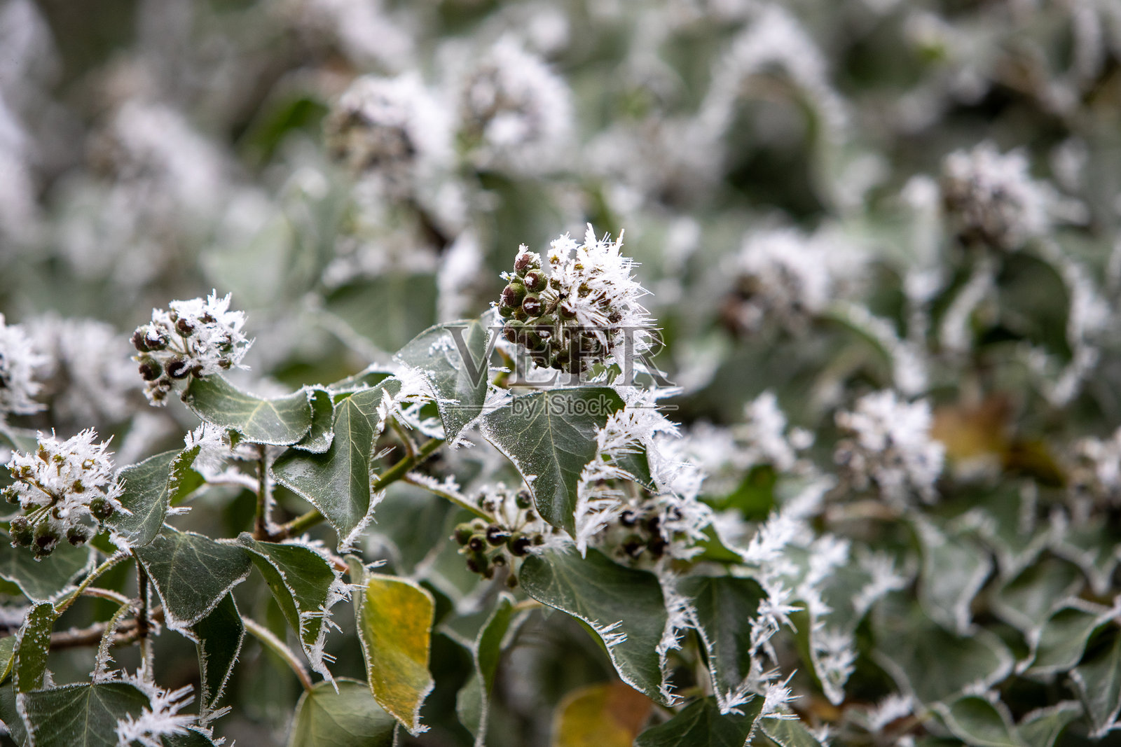 森林中被霜覆盖的常春藤叶子和果实特写。照片摄影图片