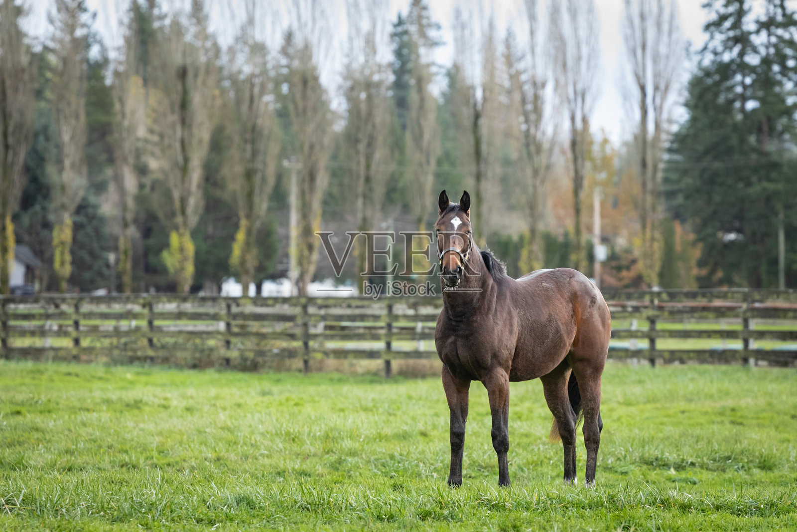 农业与马匹护理。加拿大乡村的马匹在牧场上。马场的绿色牧草地。照片摄影图片