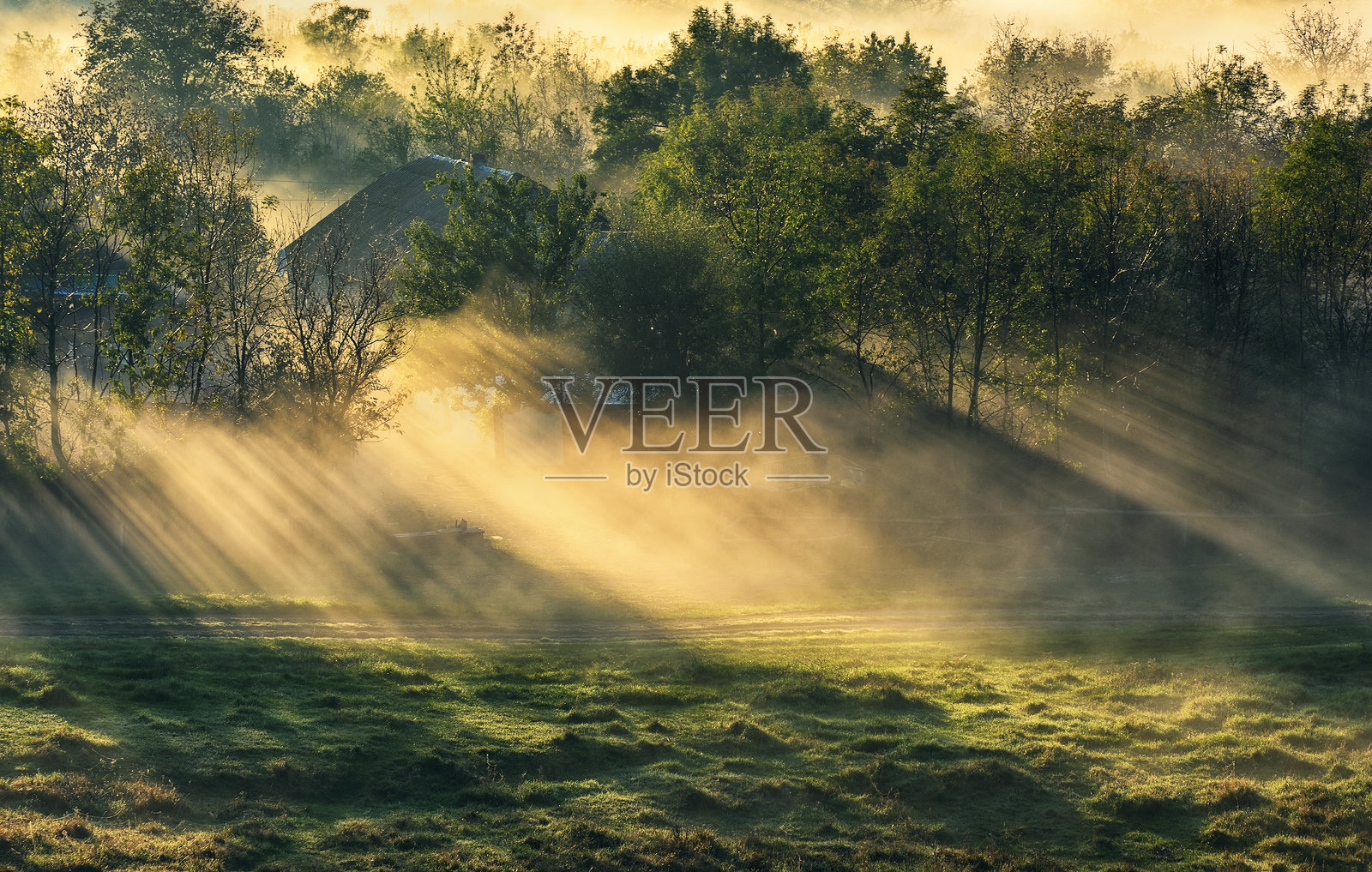 晨雾中的草地透过阳光与树木照片摄影图片